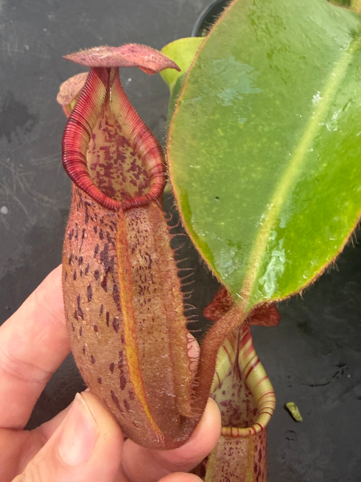 Nepenthes LVB x veitchii (K)