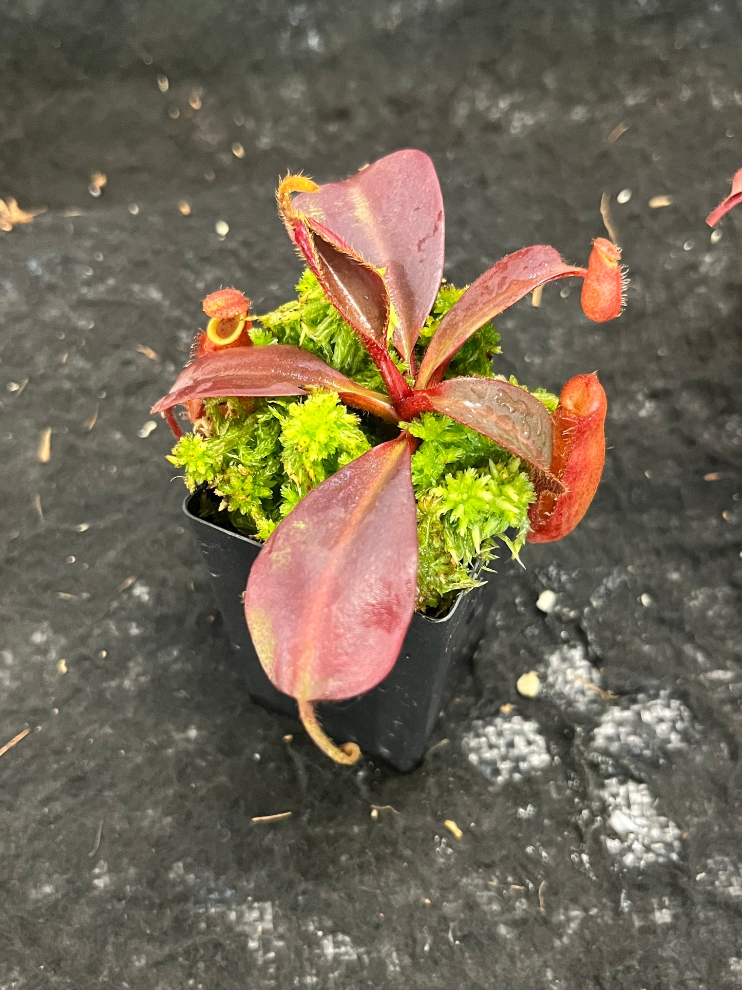 Nepenthes peltata x (veitchii x lowii) BE-4516