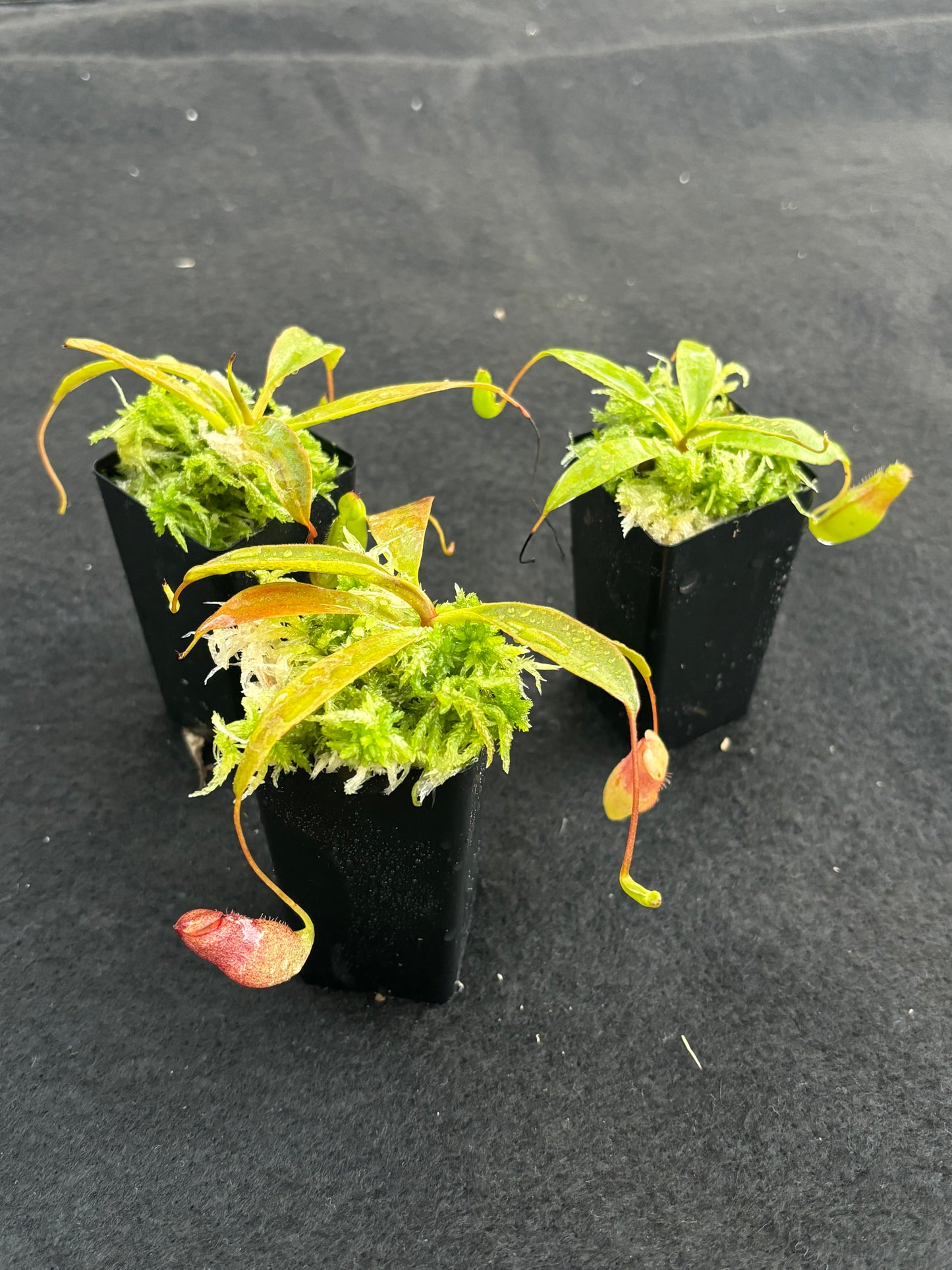 Nepenthes rajah x flava BE-4604