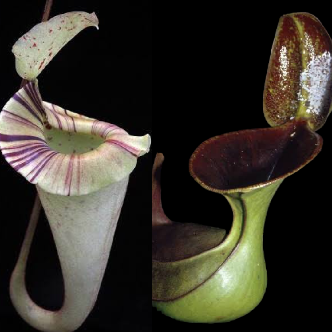 Nepenthes platychila x lowii SG