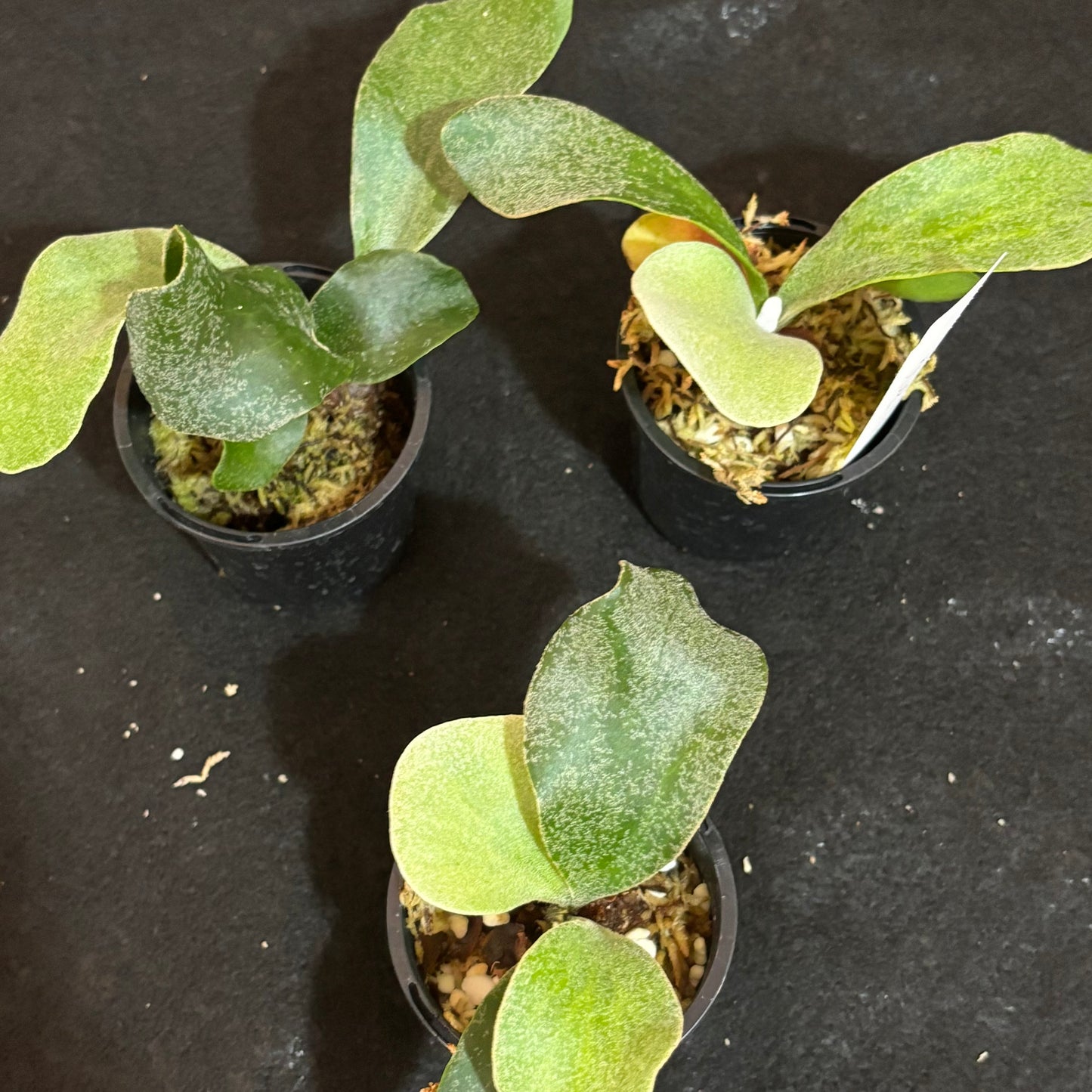 Platycerium blue Moon