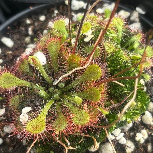 Drosera assorted