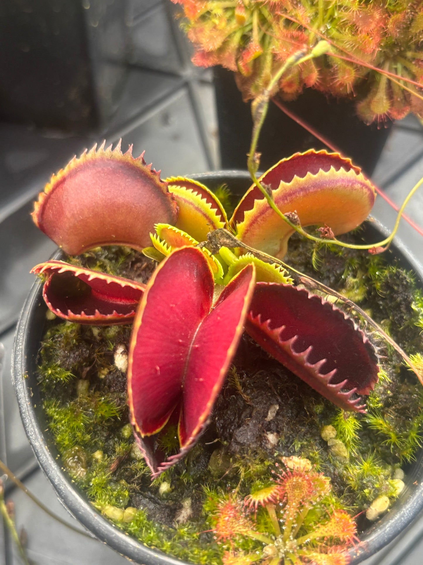 Dionaea muscipula unlabelled