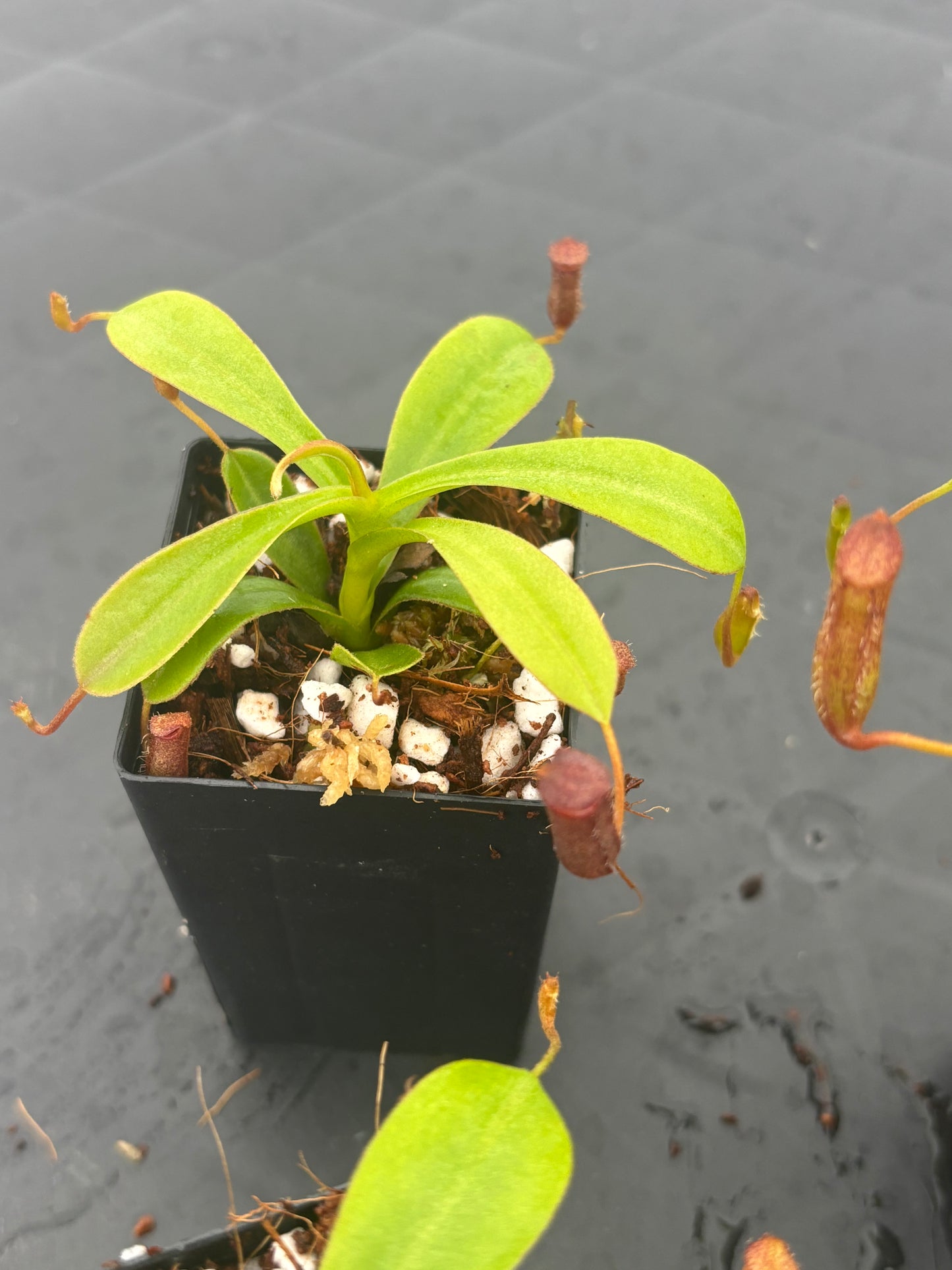 Nepenthes lowii x ventricosa
