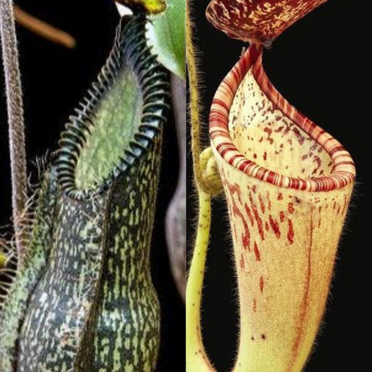 Nepenthes hamata x glandulifera BE-4501