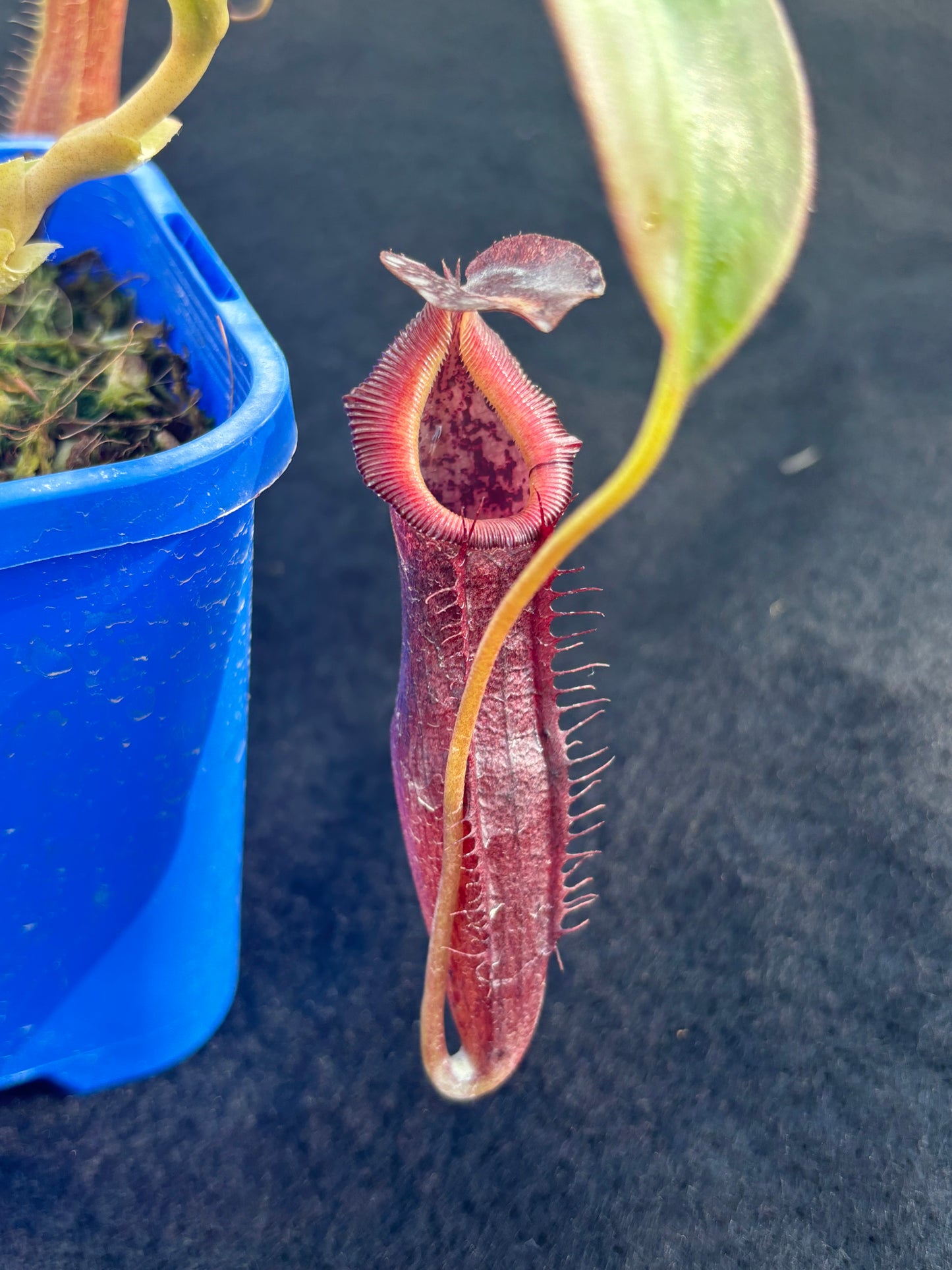 Nepenthes singalana x (burbidgeae x edwardsiana) BE-3984