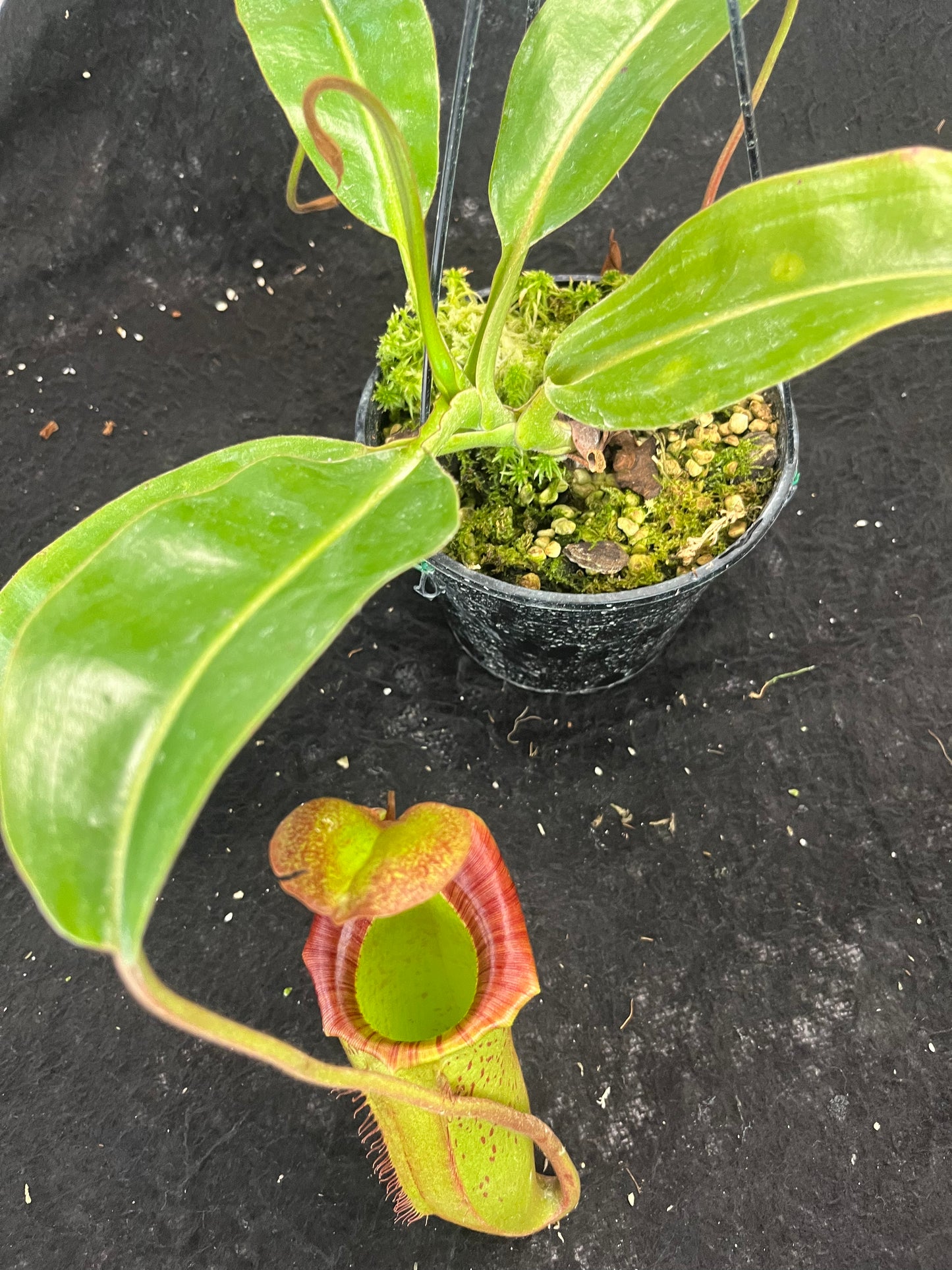 Nepenthes [lowii x (northiana x veitchii)] x (veitchii x burbidgeae) SG