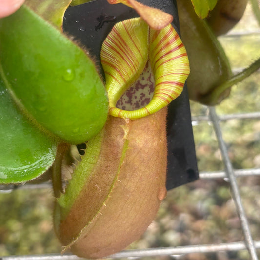 Nepenthes veitchii (Stirped peristome)