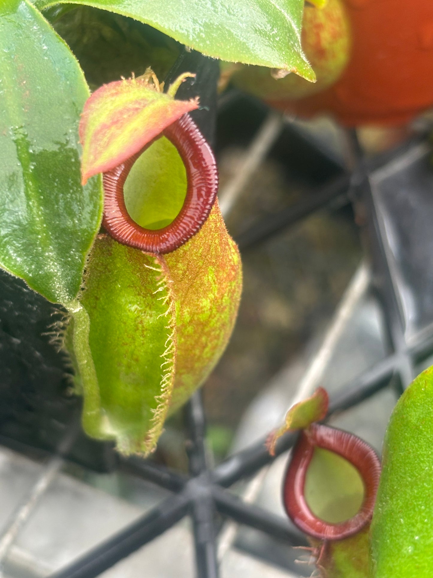 Nepenthes spathulata x ampullaria BE-4073