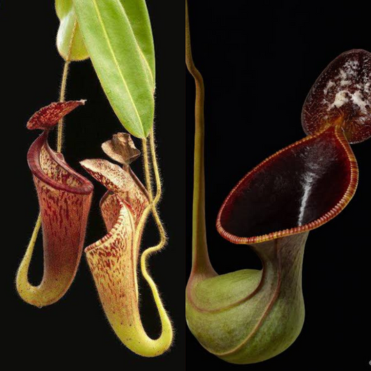 Nepenthes glandulifera x lowii SG