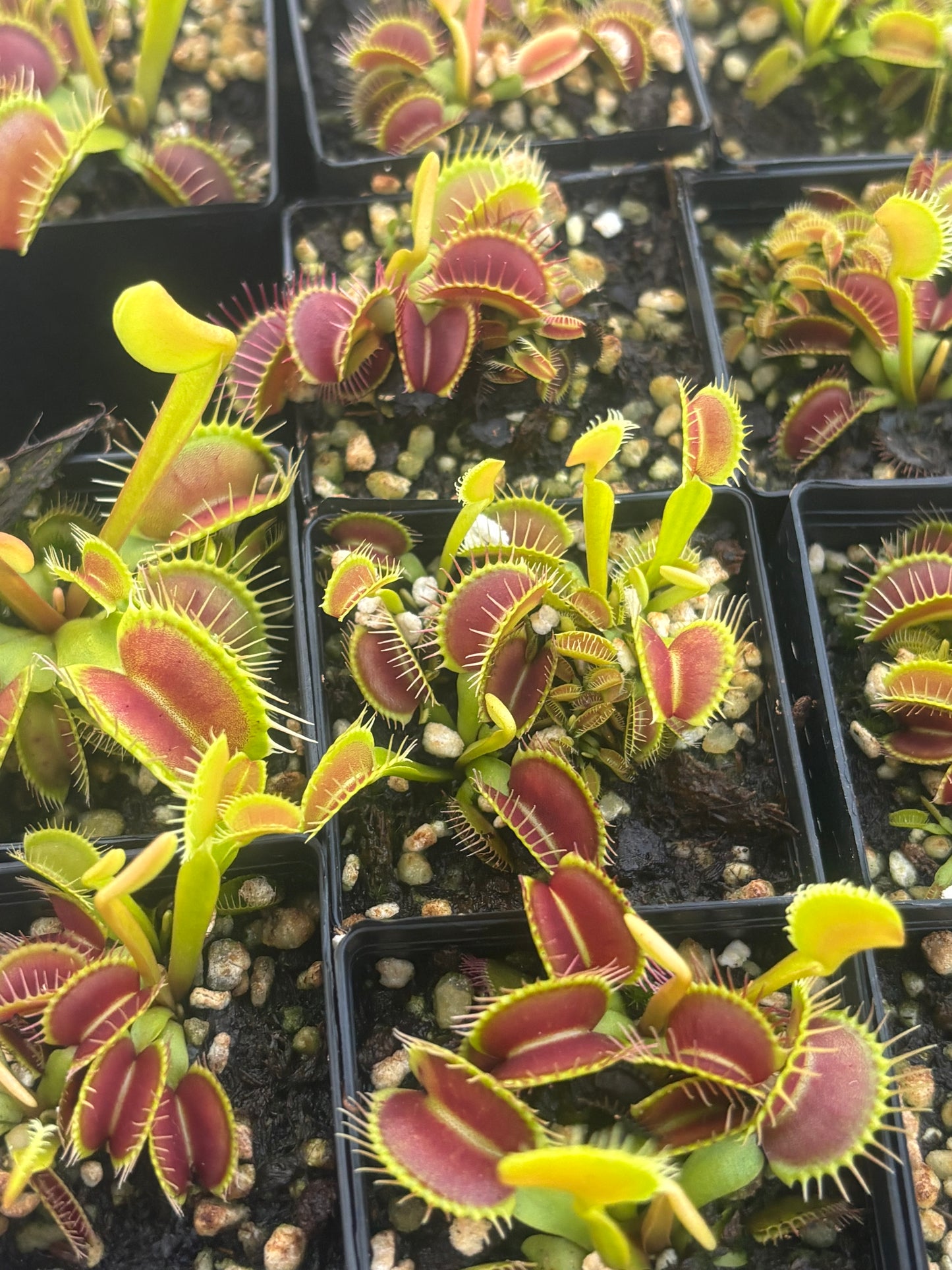 Dionaea muscipula Big Mouth