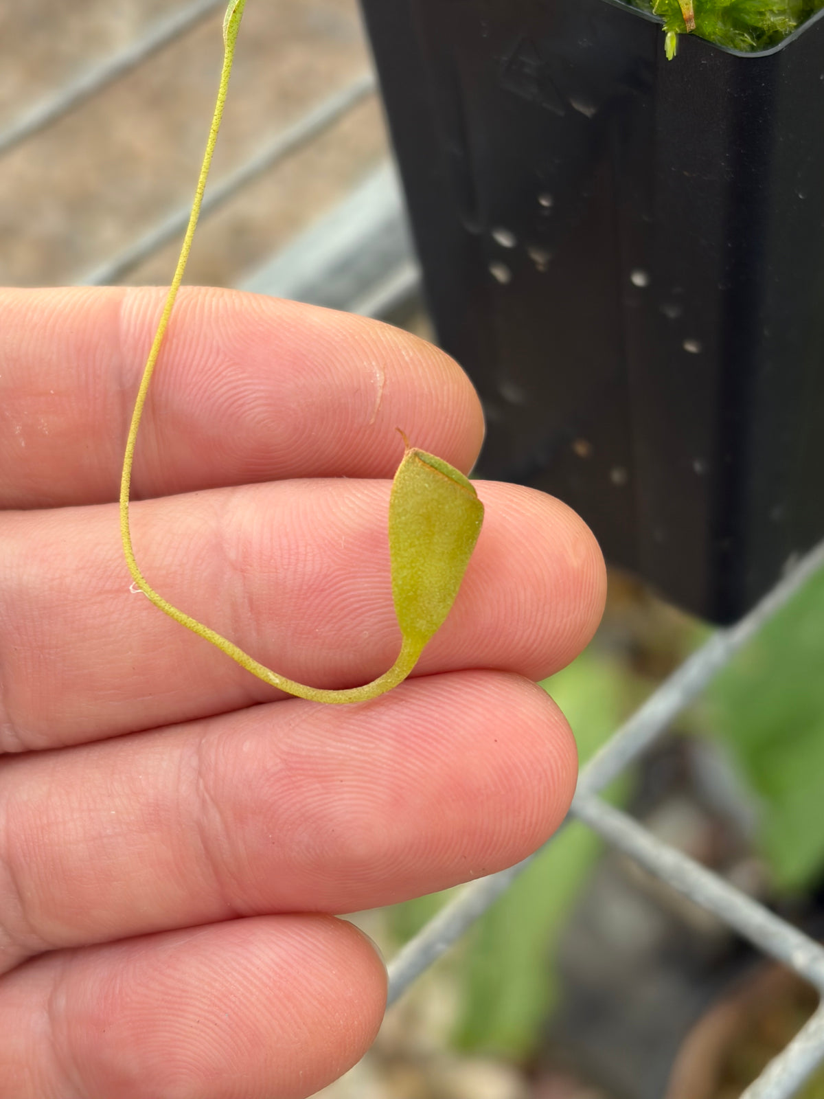 Nepenthes tenuis
