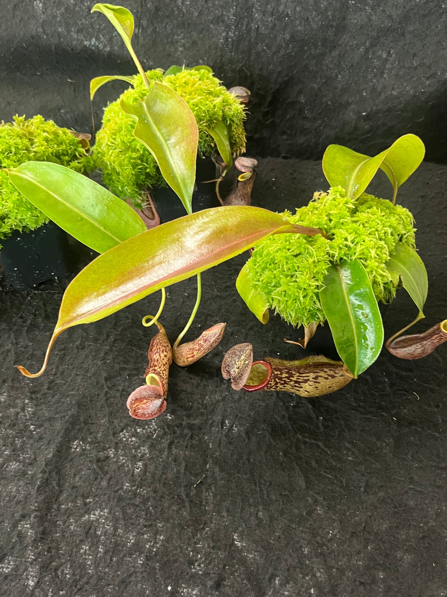 Nepenthes boschiana BE-3643