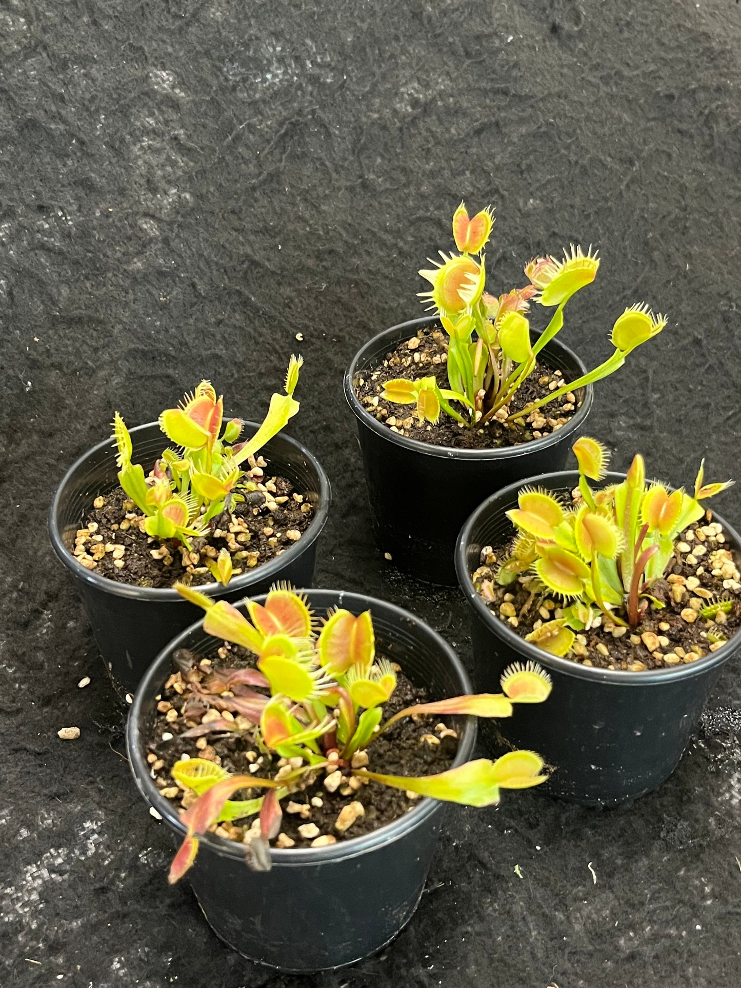 Dionaea muscipula 'Red and fused tooth