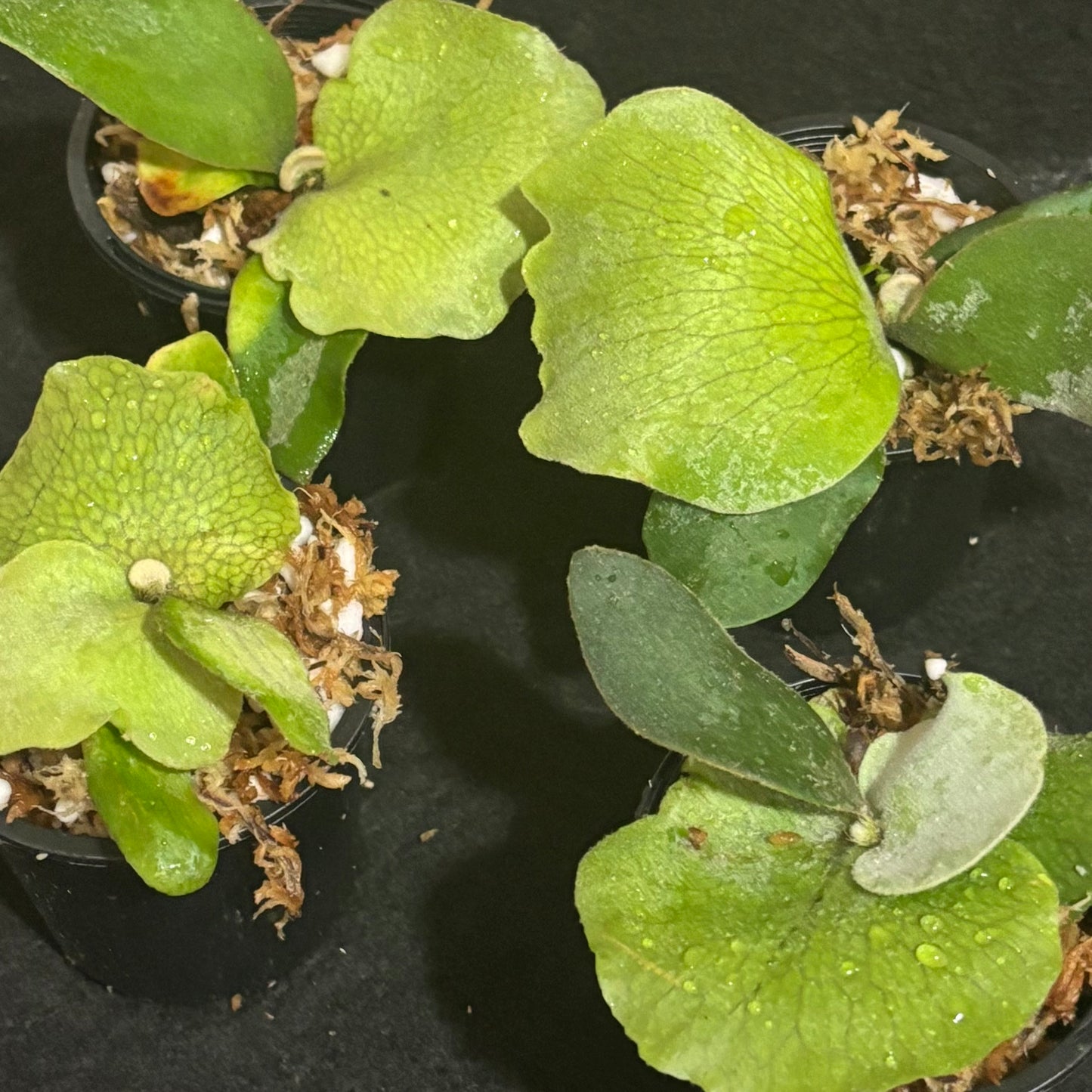 Platycerium Pearl Queen