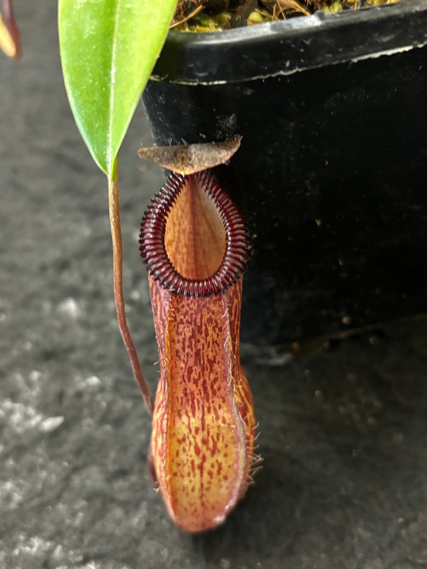 Nepenthes ventricosa x hamata BE-3672