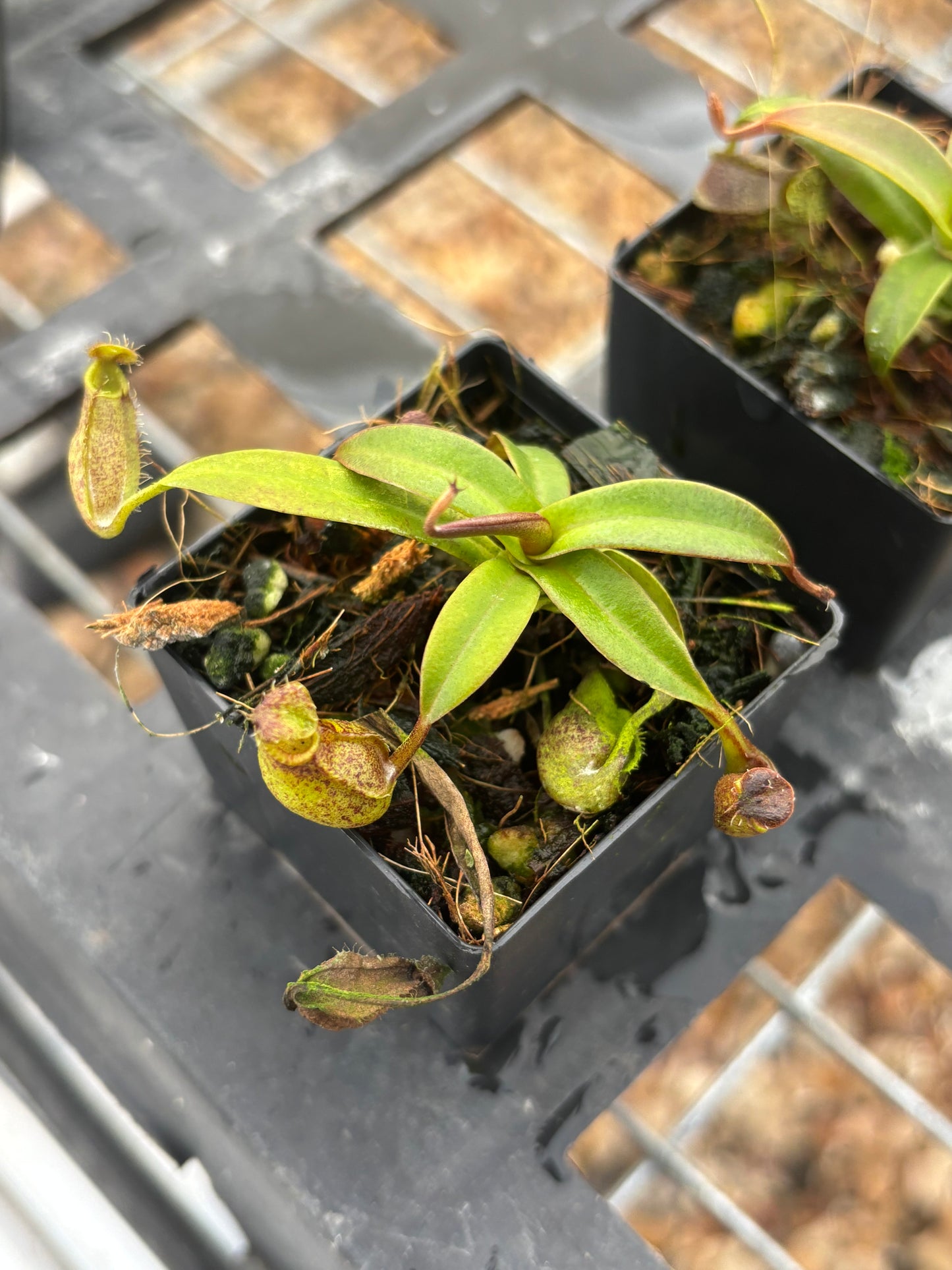 Nepenthes hamata x gymnamphora BE-4553
