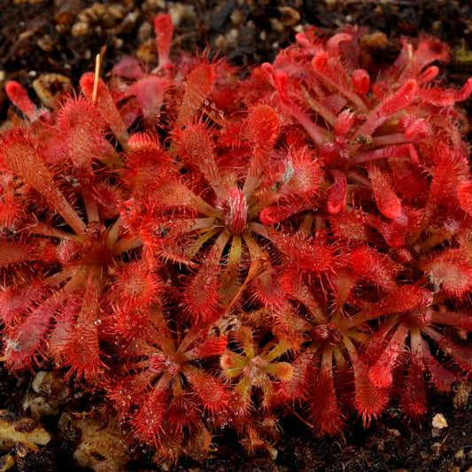 Drosera spatulata x ultramafica