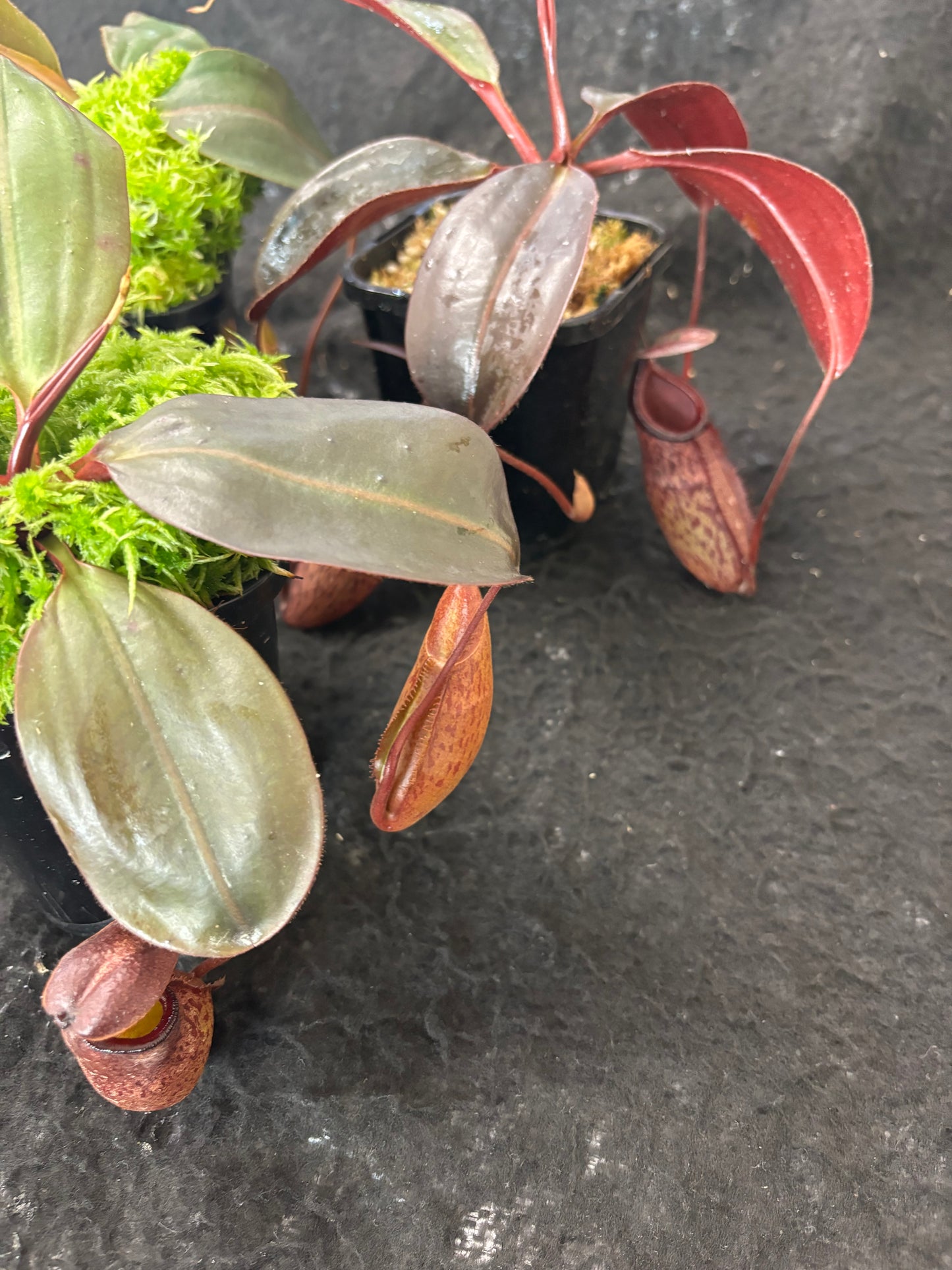 Nepenthes rajah x peltata BE-4510