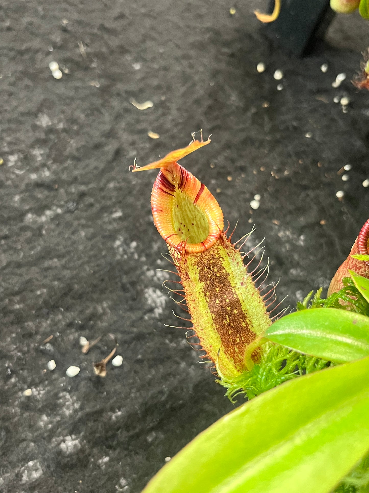 Nepenthes spectabilis x hamata BE-3871