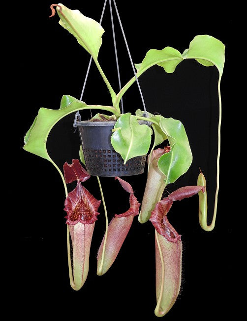 Nepenthes (veitchii x lowii) x robcantleyi BE-3841