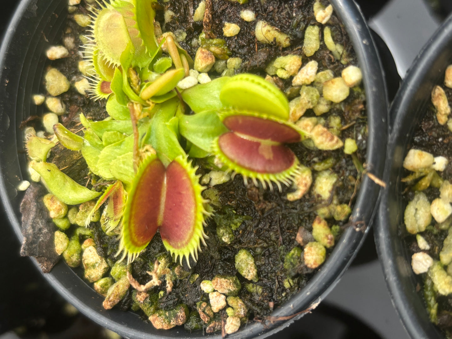 Dionaea muscipula Double Face