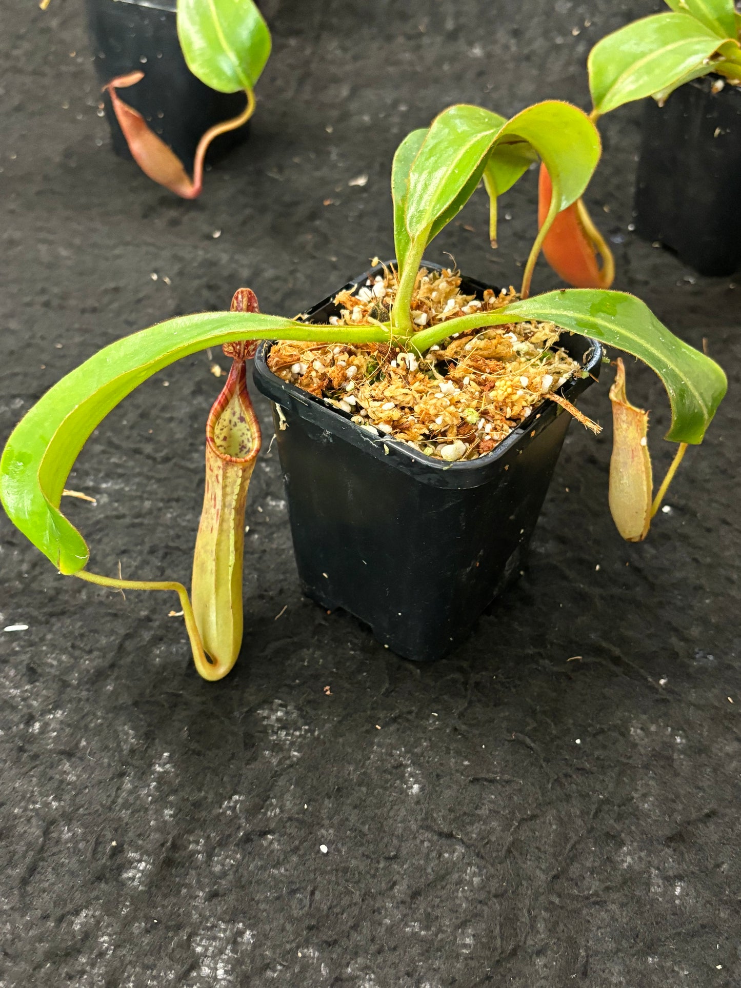 Nepenthes epiphytica x veitchii (striped peristome) SG