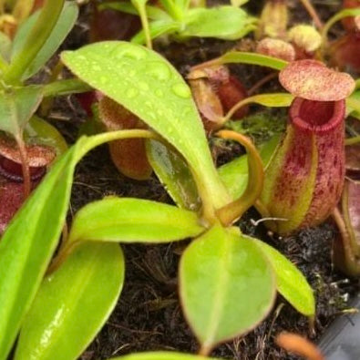 Nepenthes sibuyanensis x ephippiata