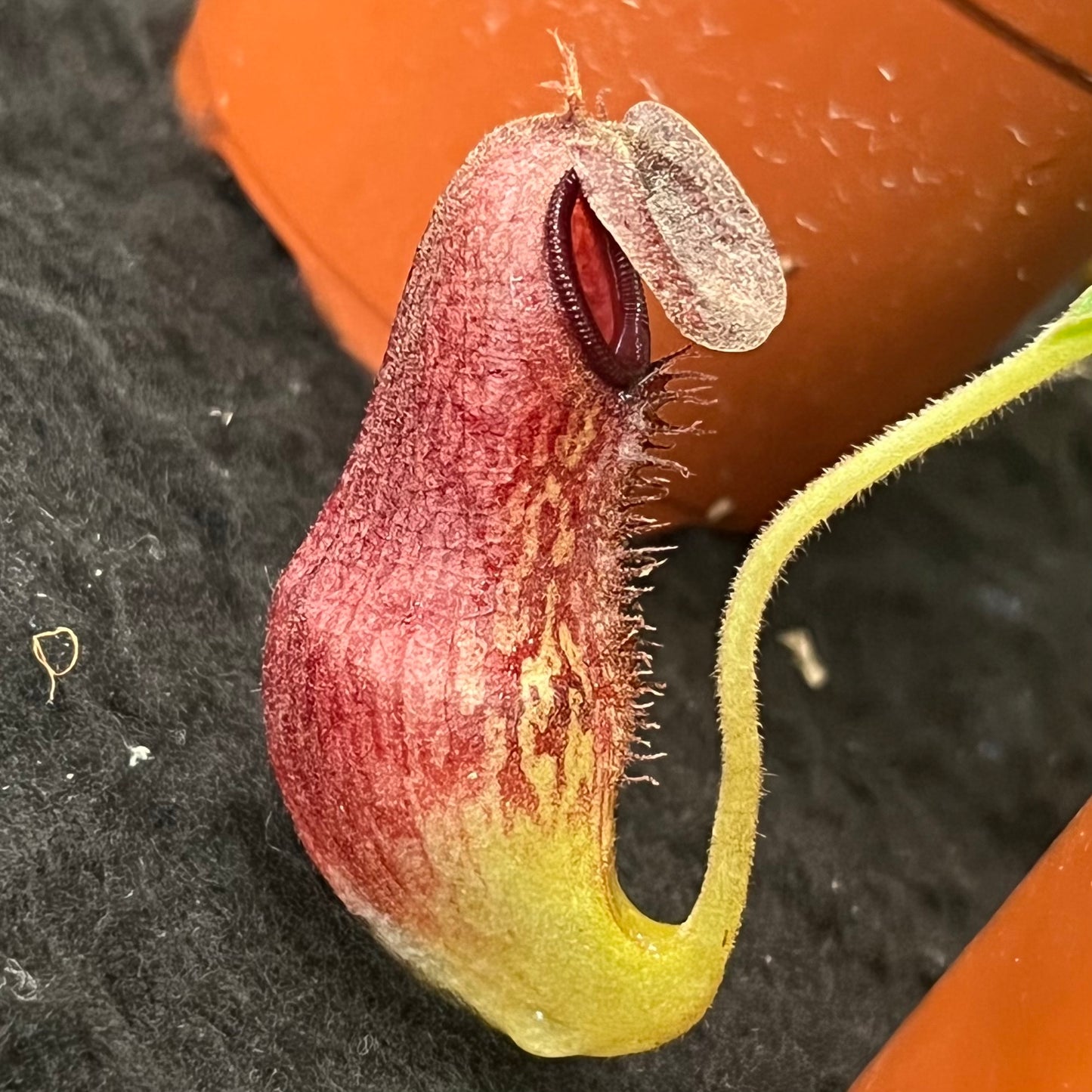 Nepenthes (aristolochioides x spectabilis) x klossii BE-4583