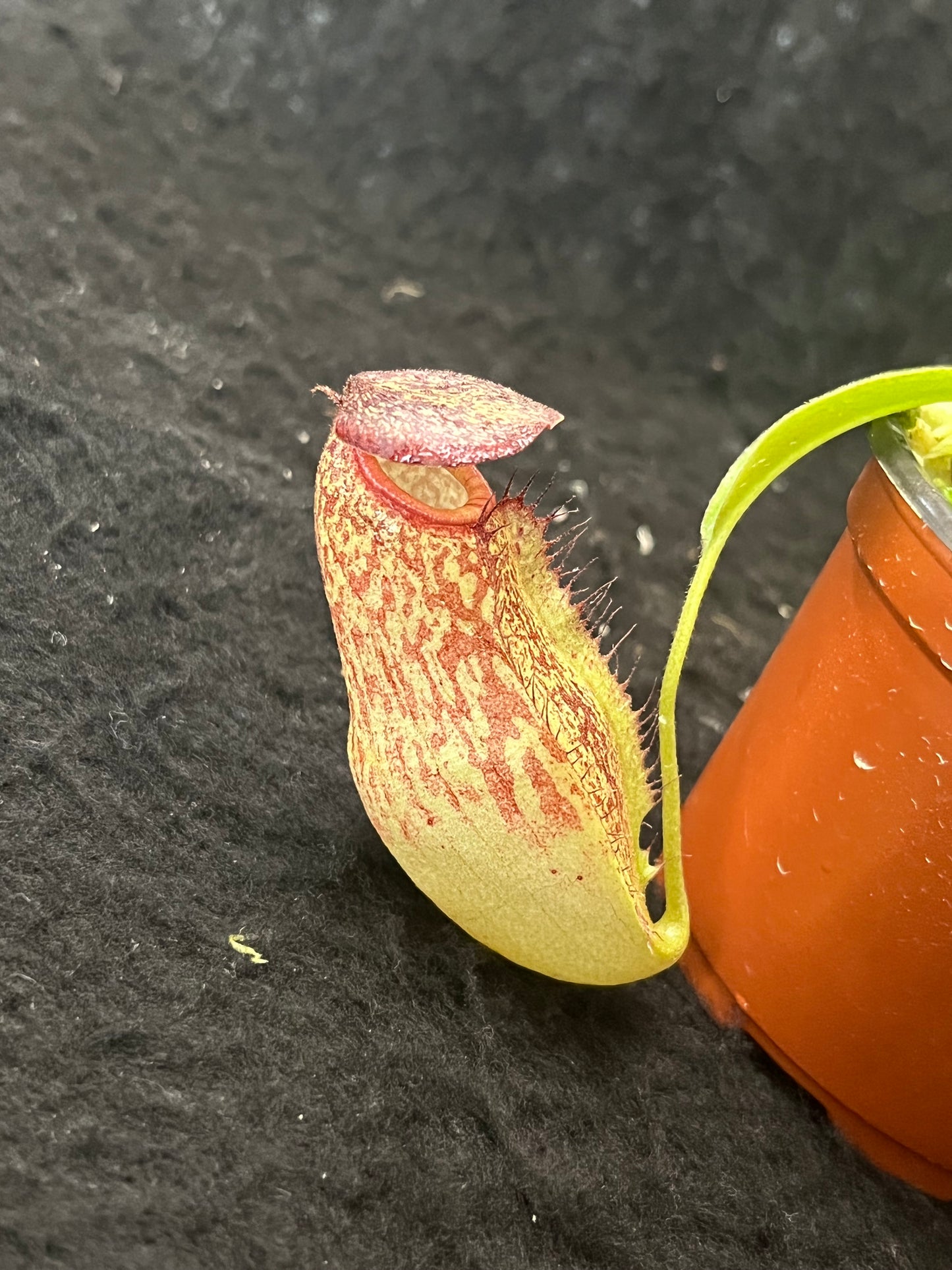 Nepenthes (aristolochioides x spectabilis) x klossii BE-4583