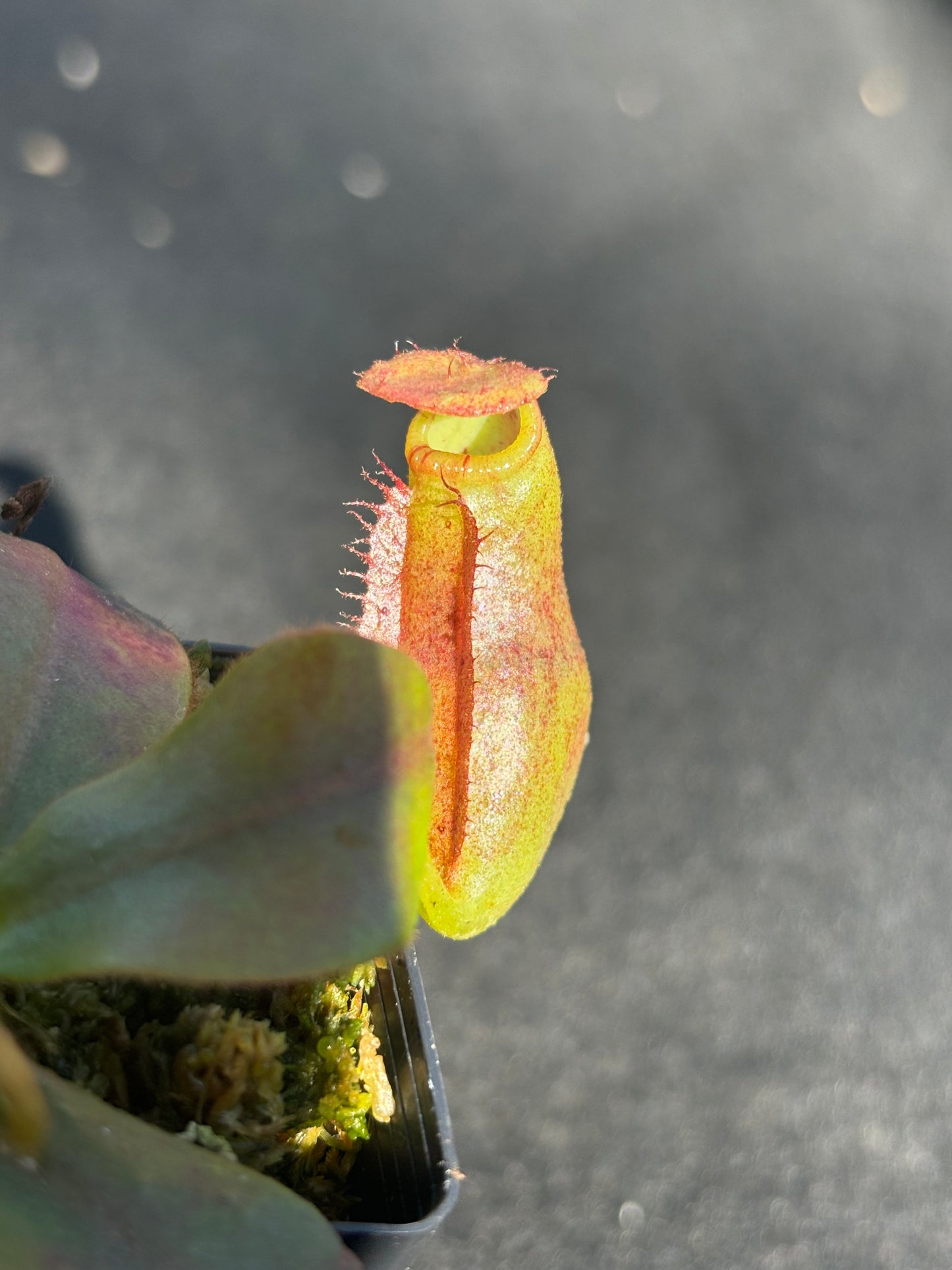 Nepenthes rajah x veitchii Seed-grown