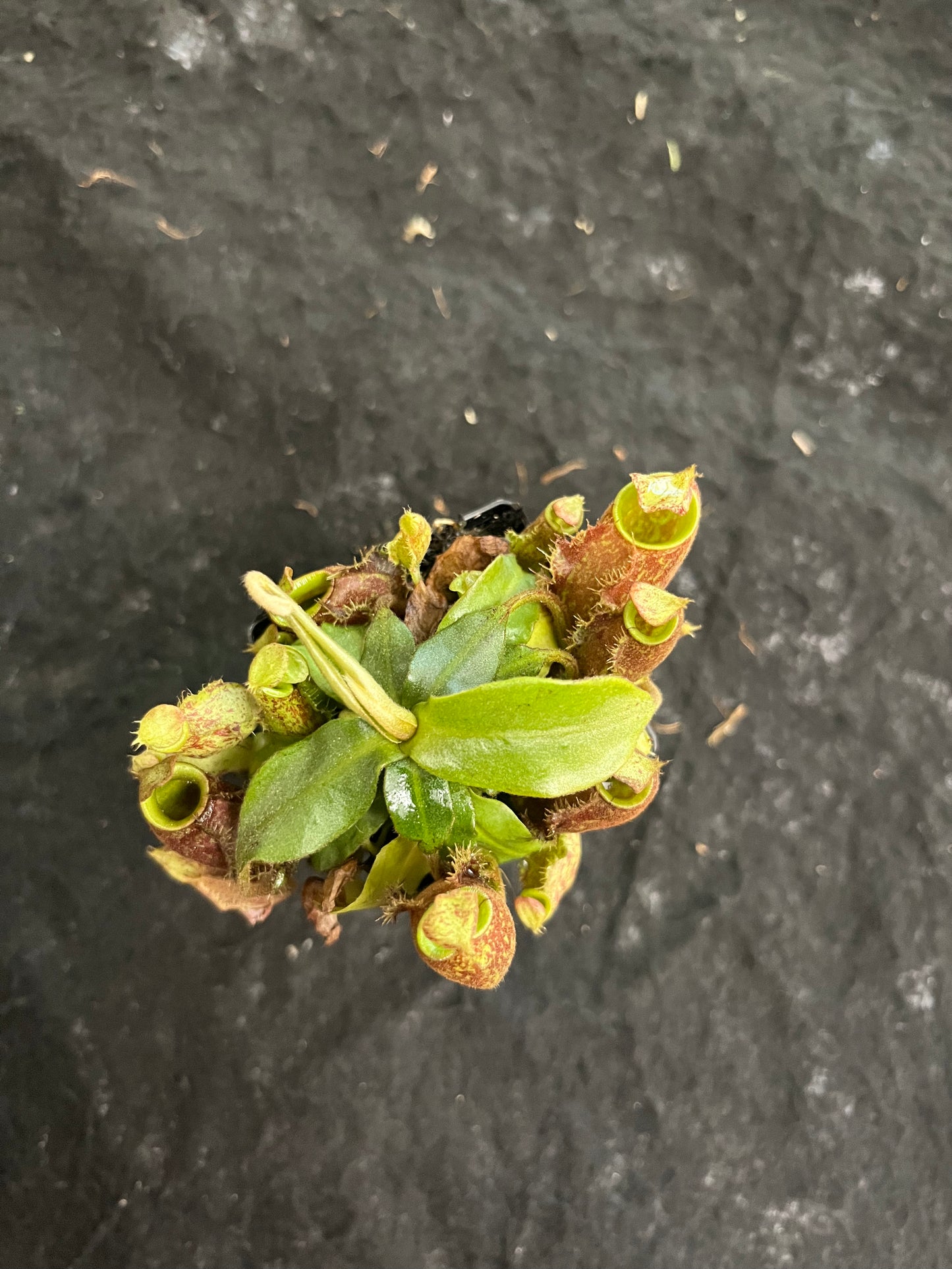 Nepenthes [mirabilis wings x (viking x ampullaria)] x (ampullaria x northiana) SG