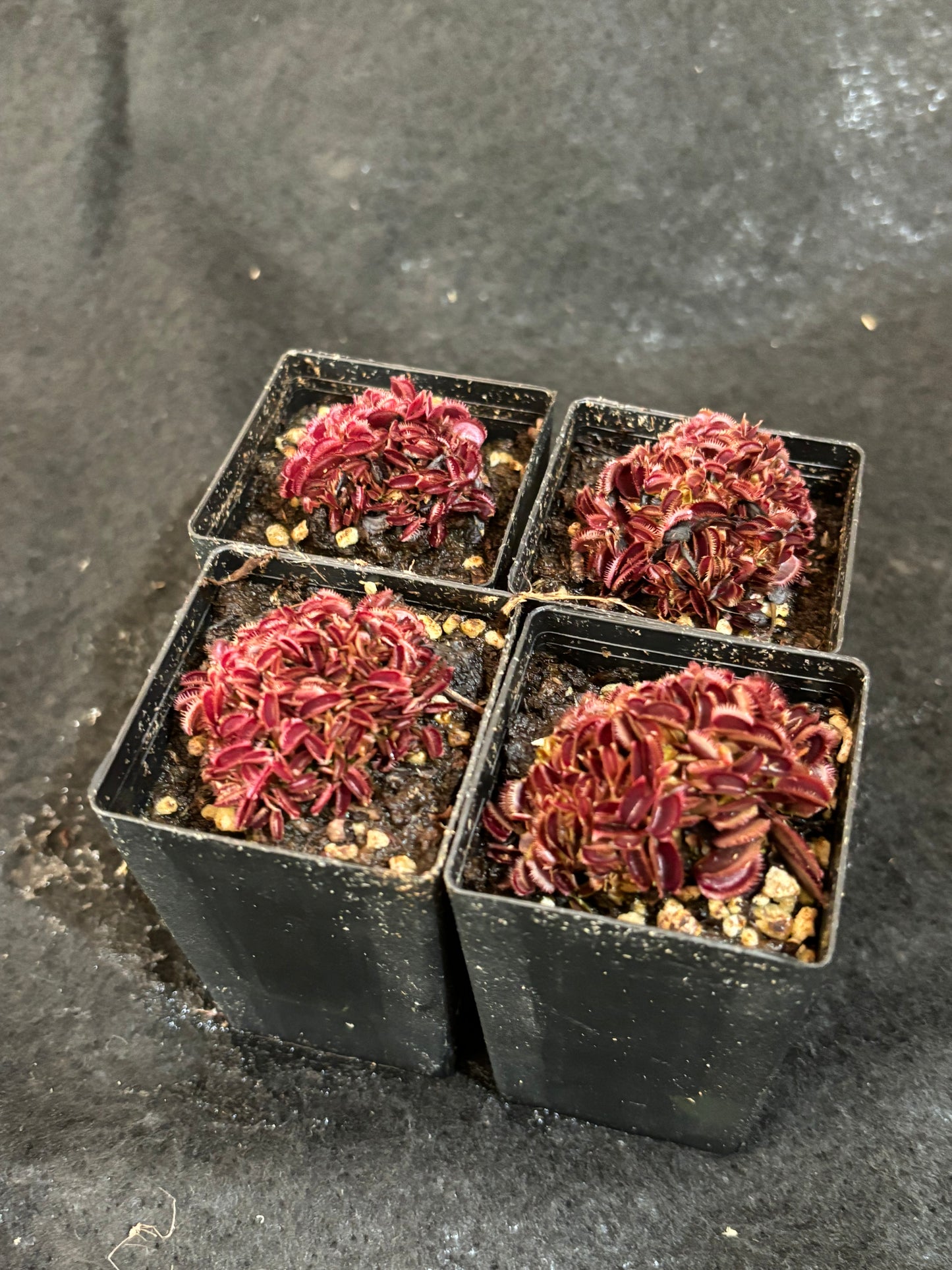 Dionaea muscipula ‘Bohemian Garnet’