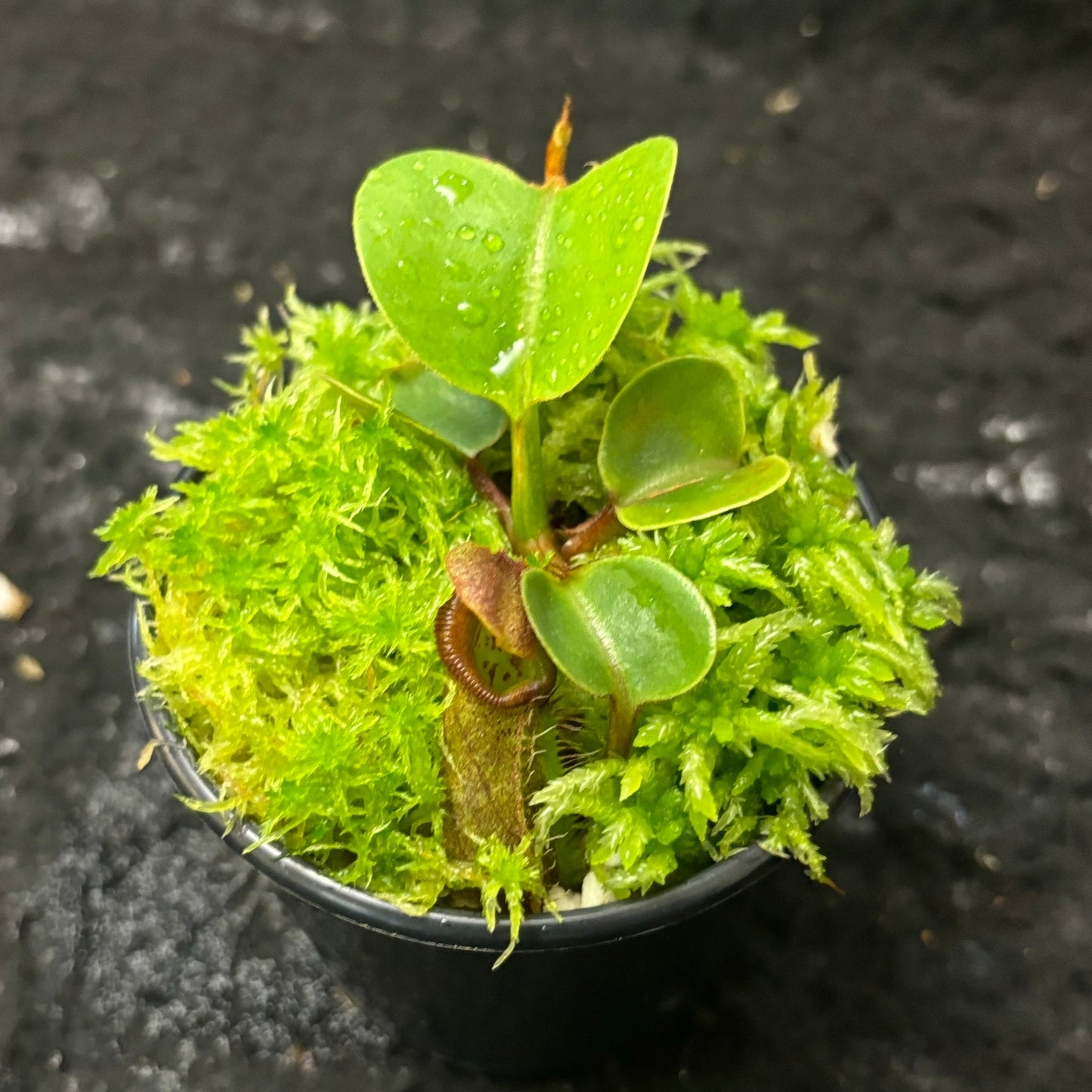 Nepenthes nebularum Mt. Mayo