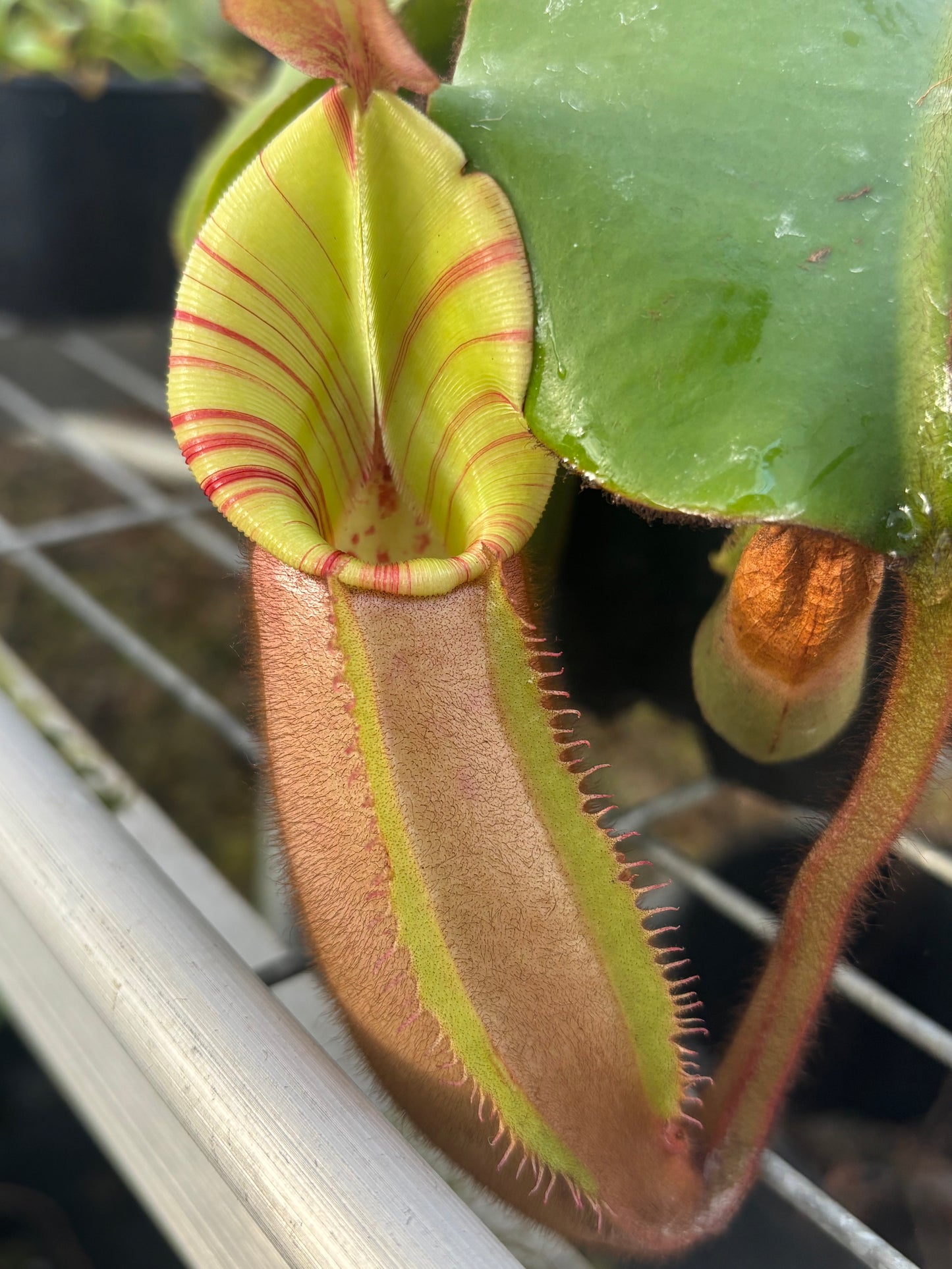 Nepenthes veitchii (Stirped peristome)