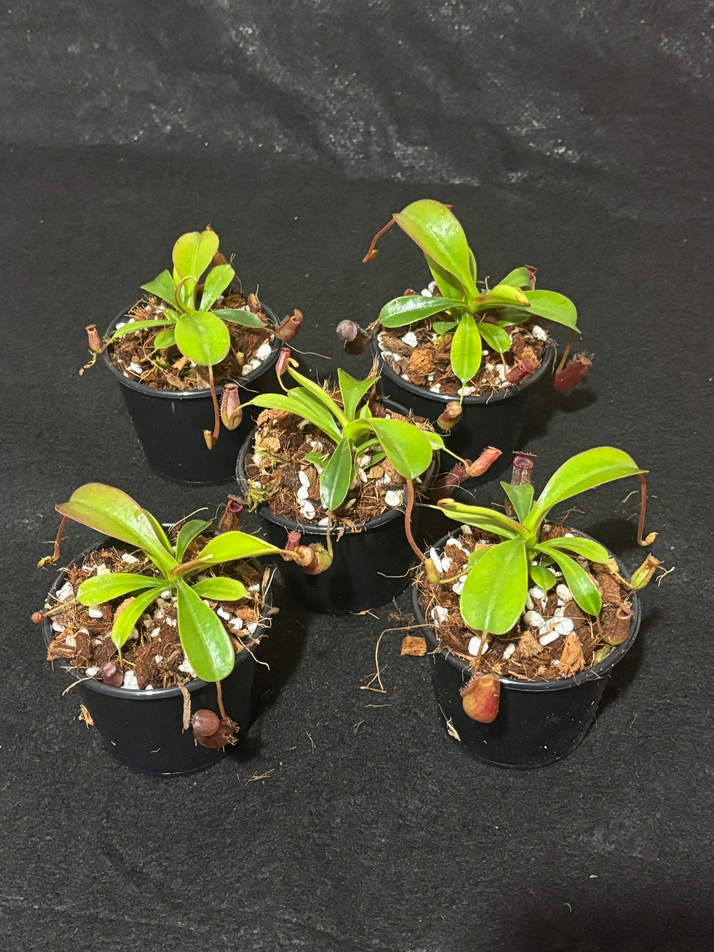 Nepenthes lowii x ventricosa