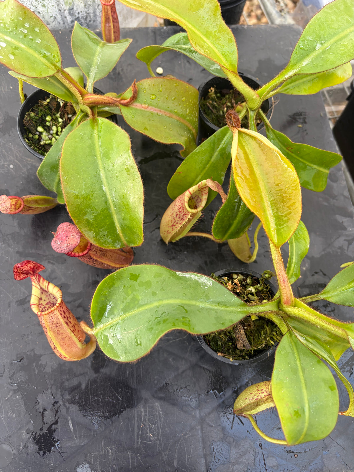 Nepenthes LVB x veitchii (K)