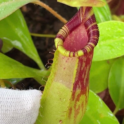 Nepenthes burkei x ephippiata BE-4652