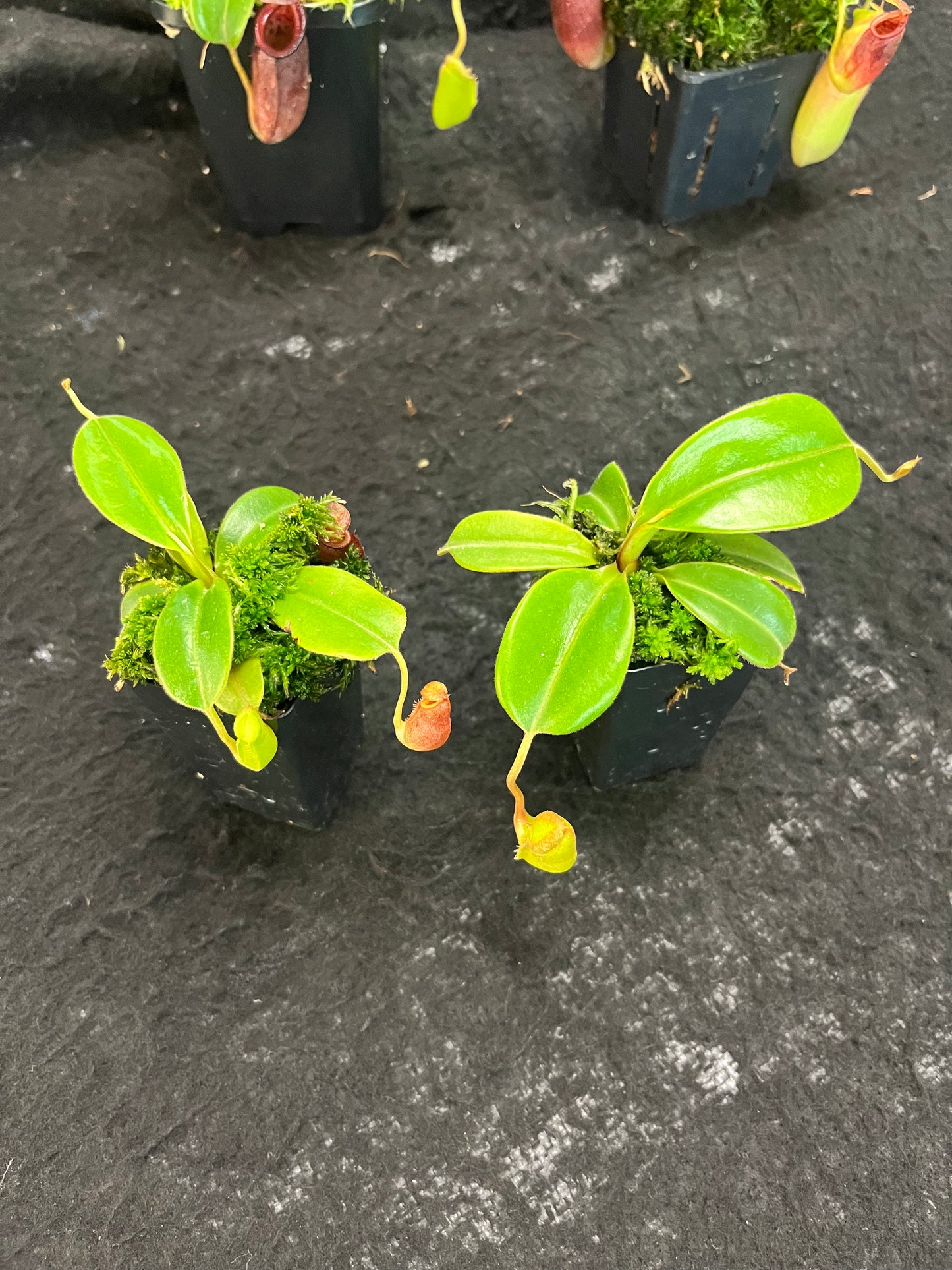 Nepenthes robcantleyi x jacquelineae BE-4028