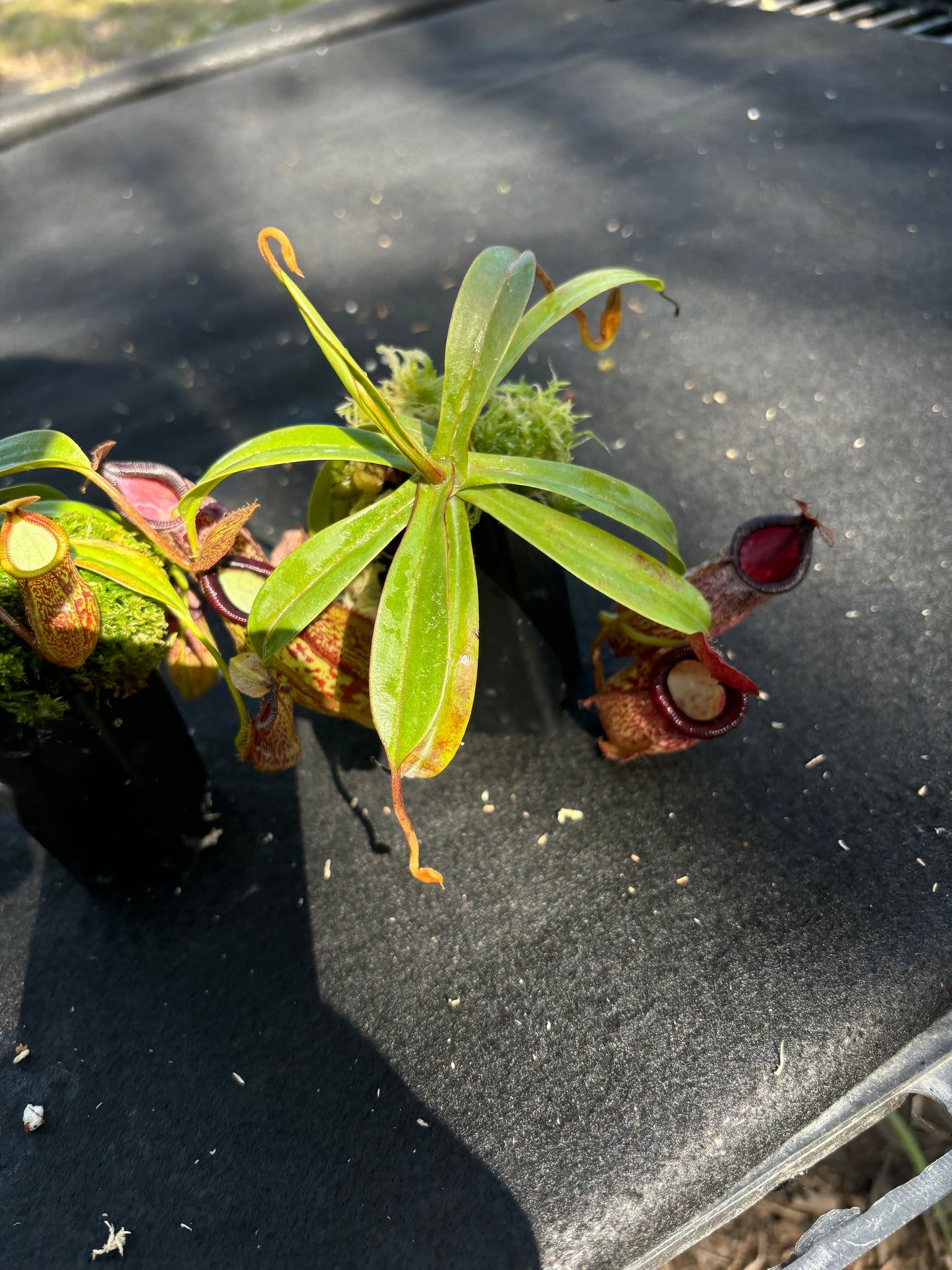 Nepenthes hamata x 'Lady Pauline' BE-4520