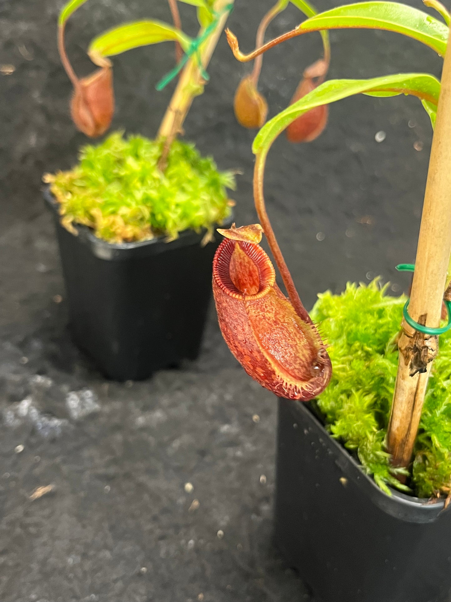 Nepenthes aristolochioides x diabolica BE-3898