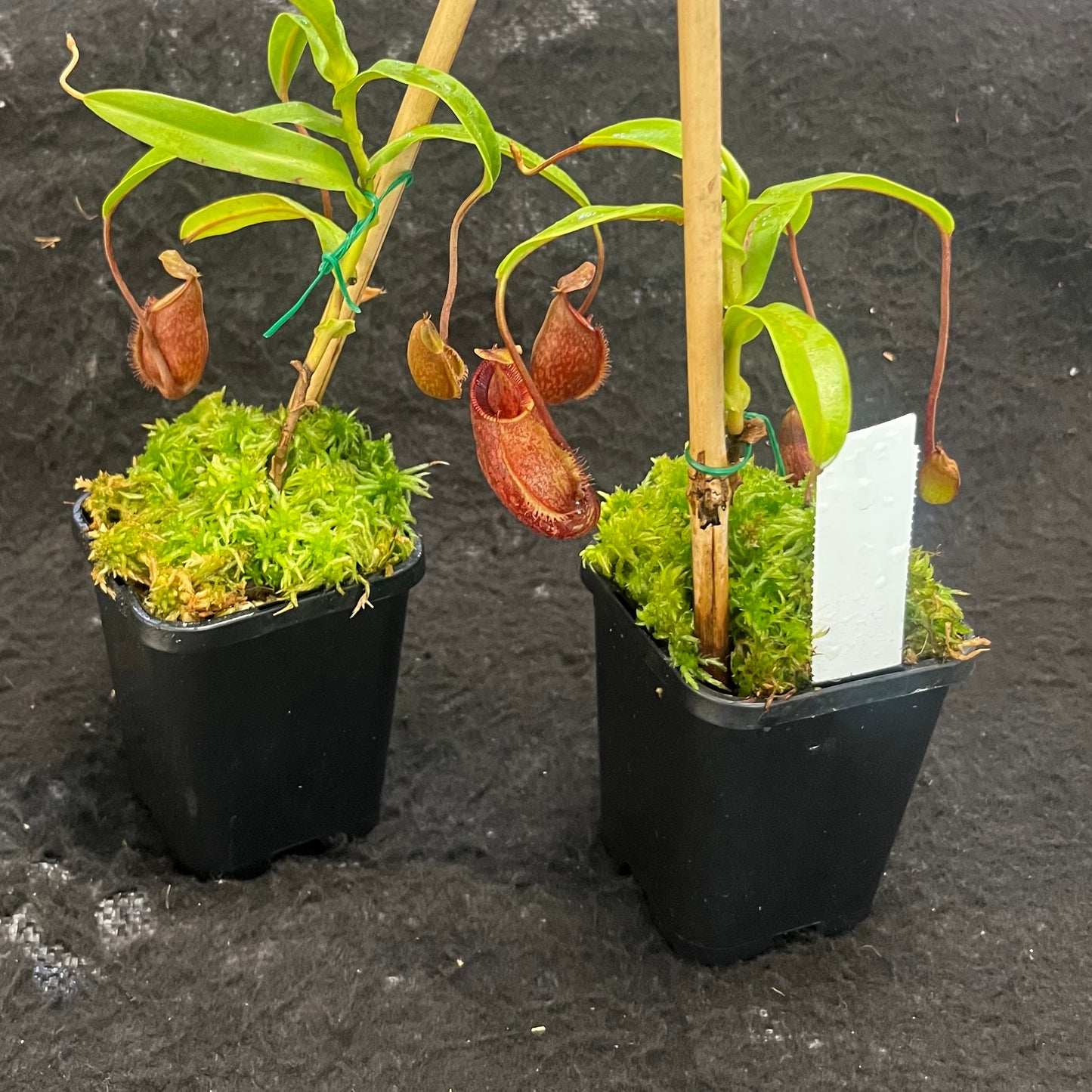 Nepenthes aristolochioides x diabolica BE-3898