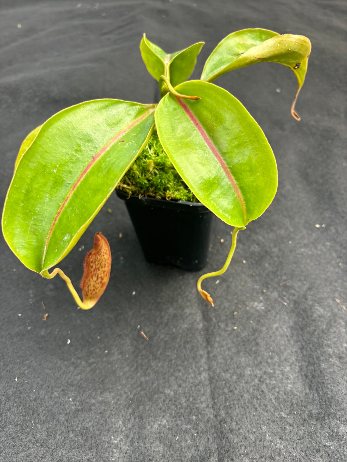 Nepenthes boschiana x mollis Seed-grown