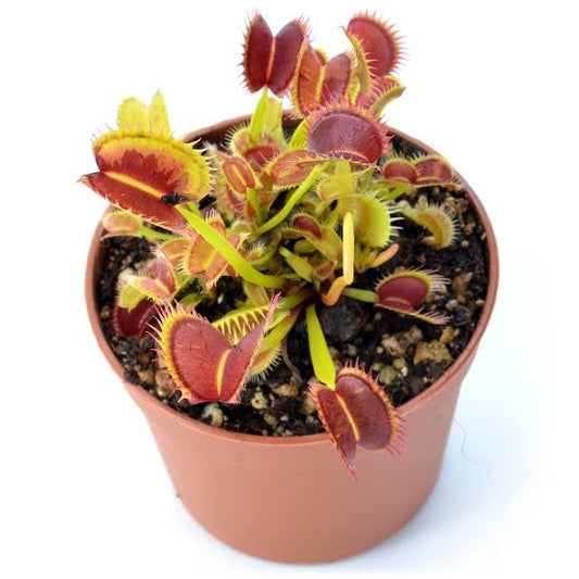 Dionaea muscipula Double Face