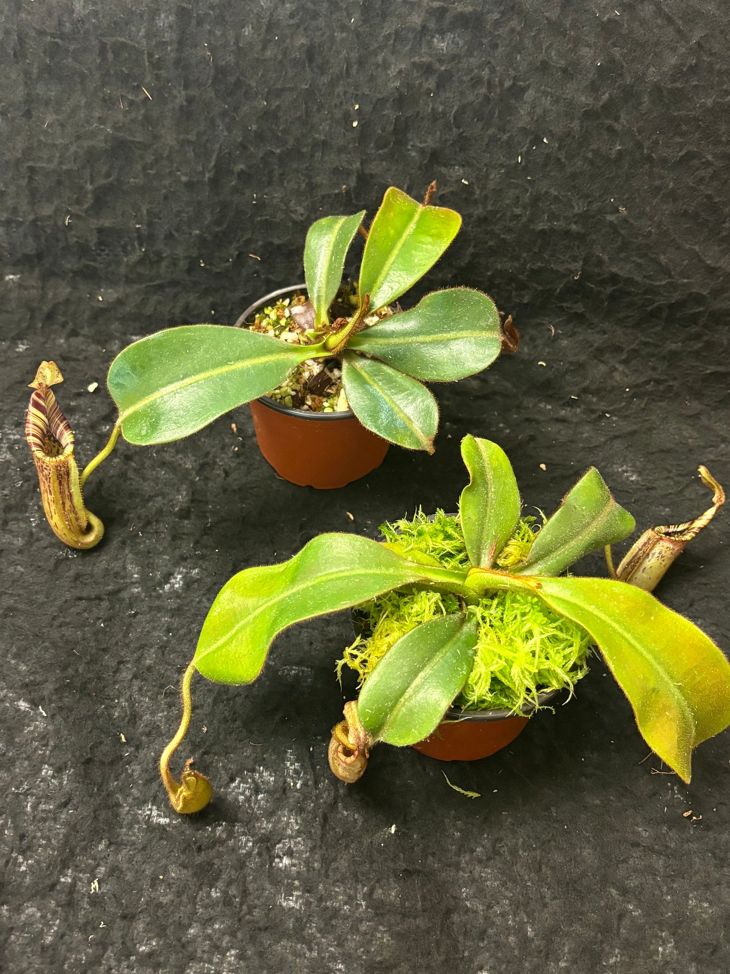 Nepenthes (burbidgeae x veitchii) x mollis