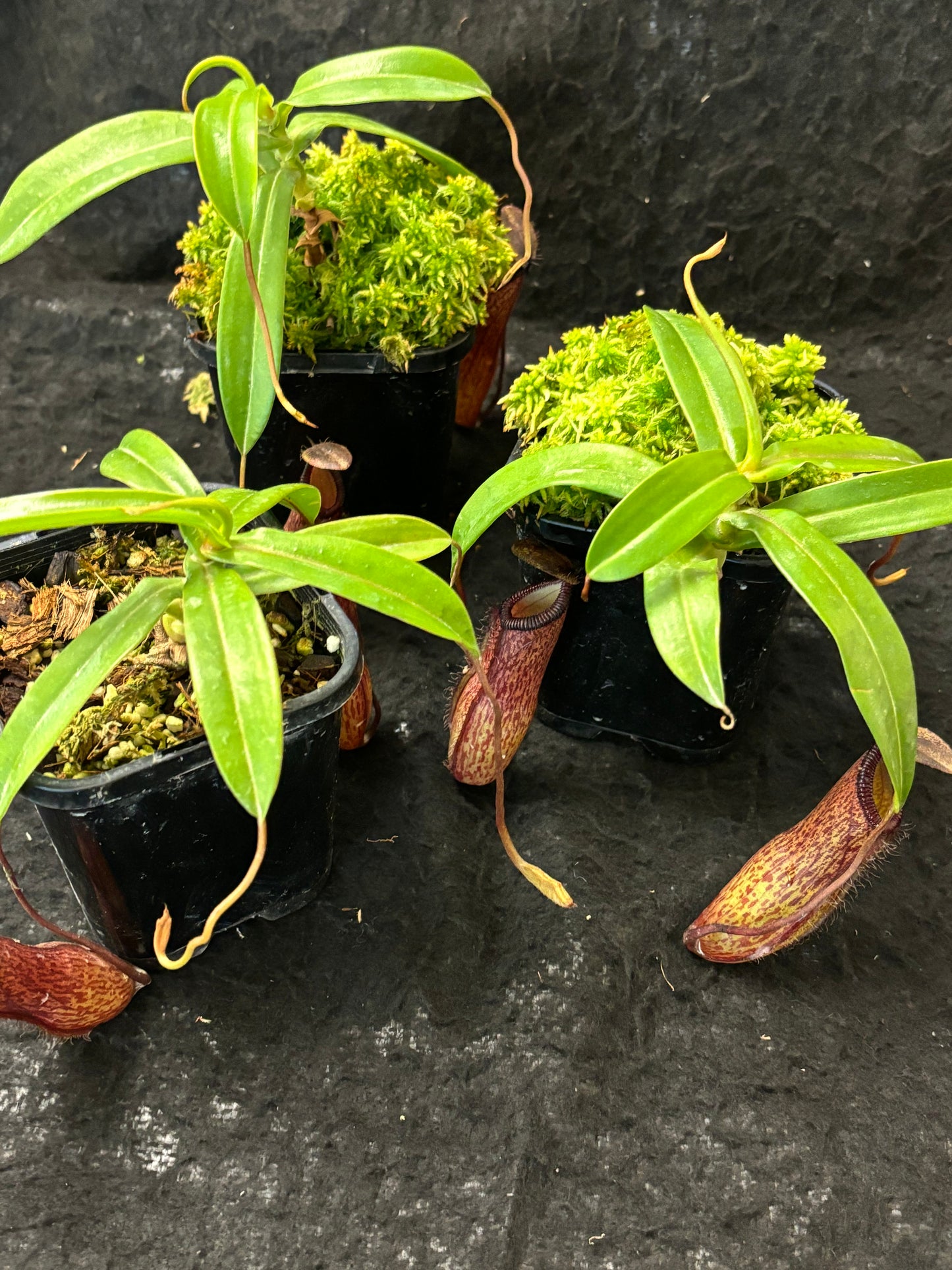 Nepenthes ventricosa x hamata BE-3672