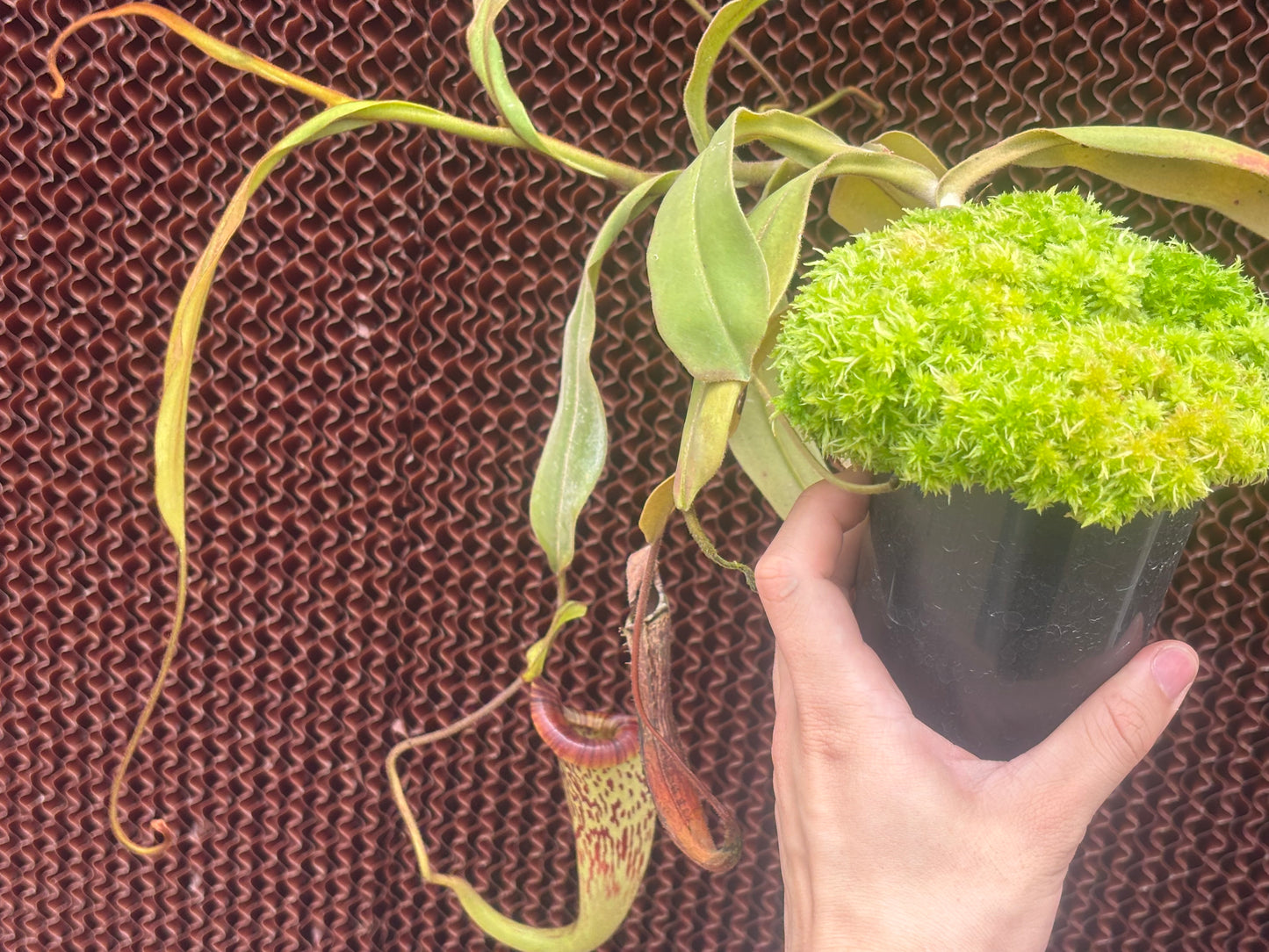 Nepenthes platychila BE-4065