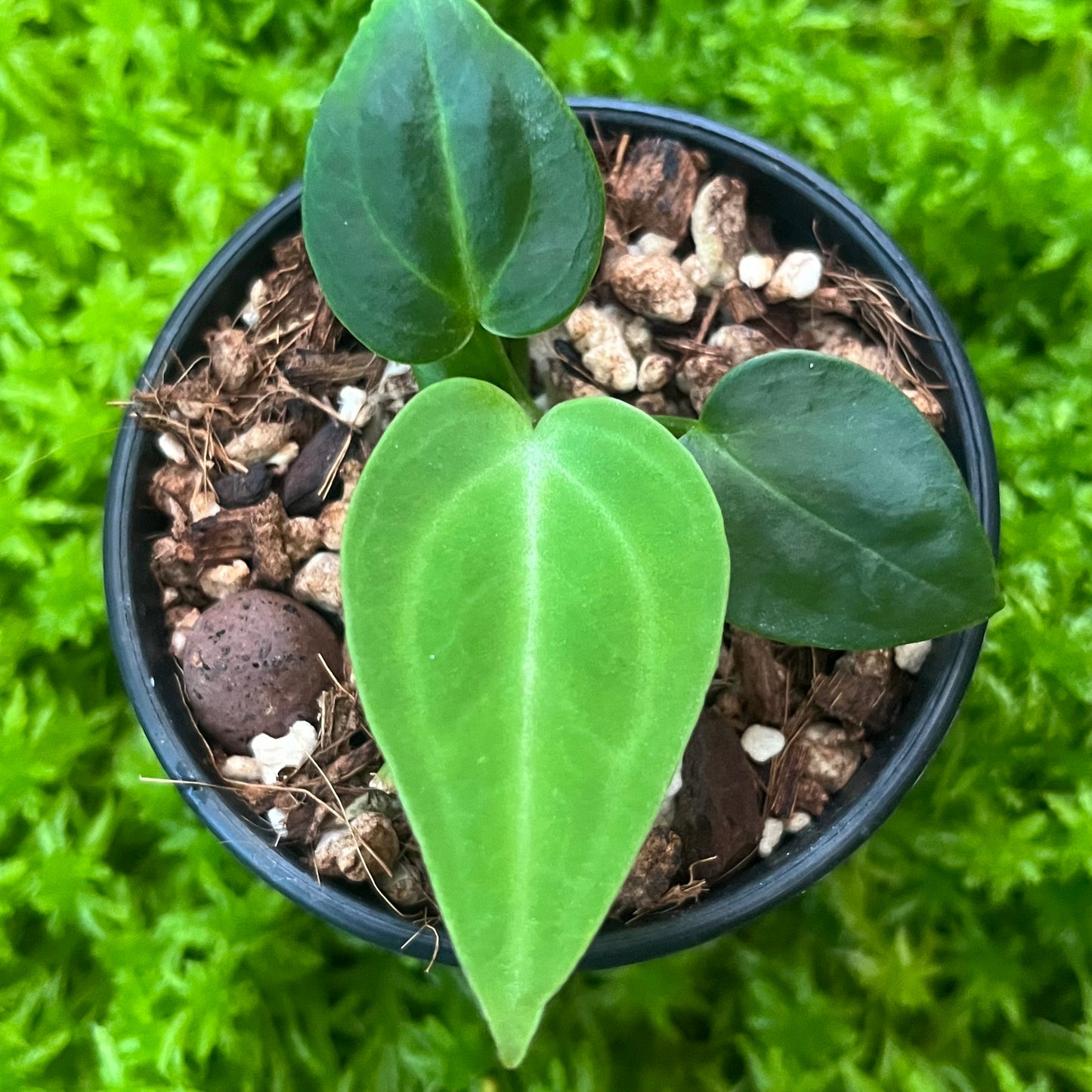 Anthurium villenaorum