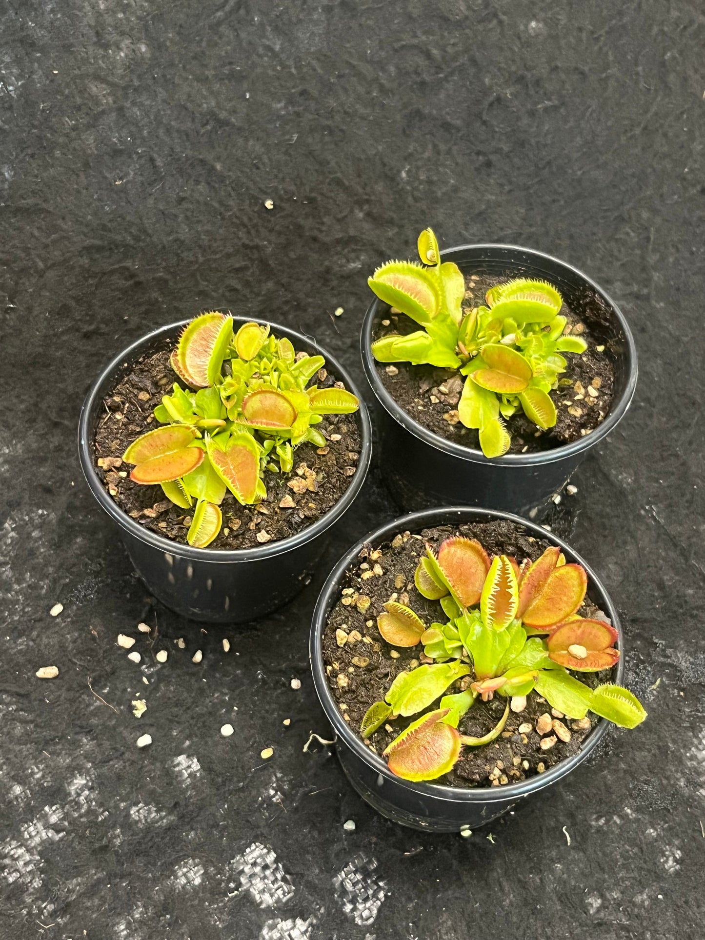 Dionaea muscipula 'Carboni Ardenti'