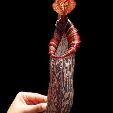 Nepenthes spectabilis x bongso  BE-3991